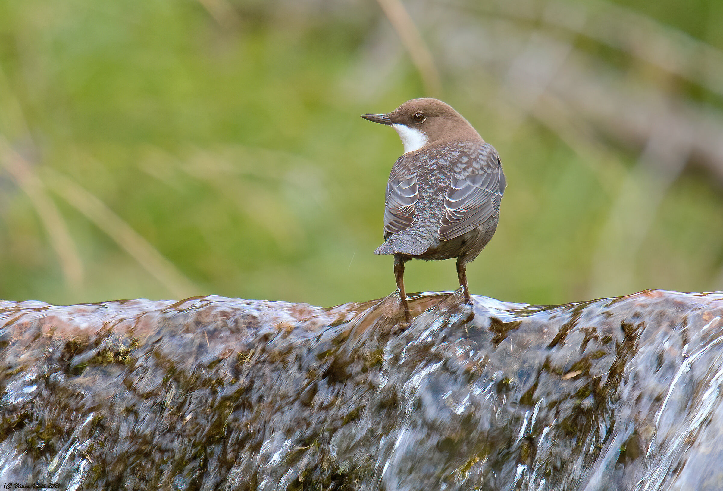 Merlo acquaiolo (Cinclus cinclus)