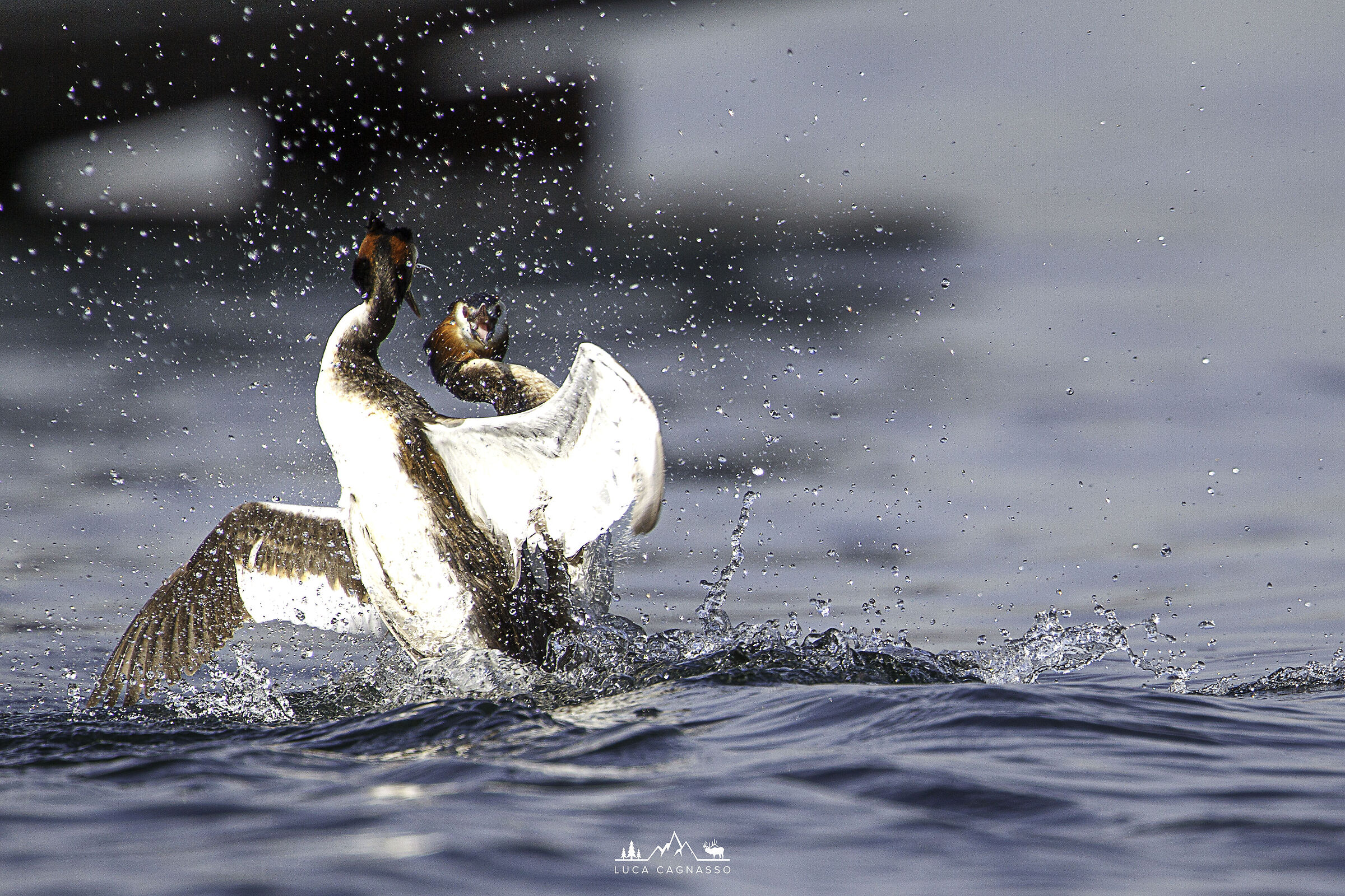 Fight on the water