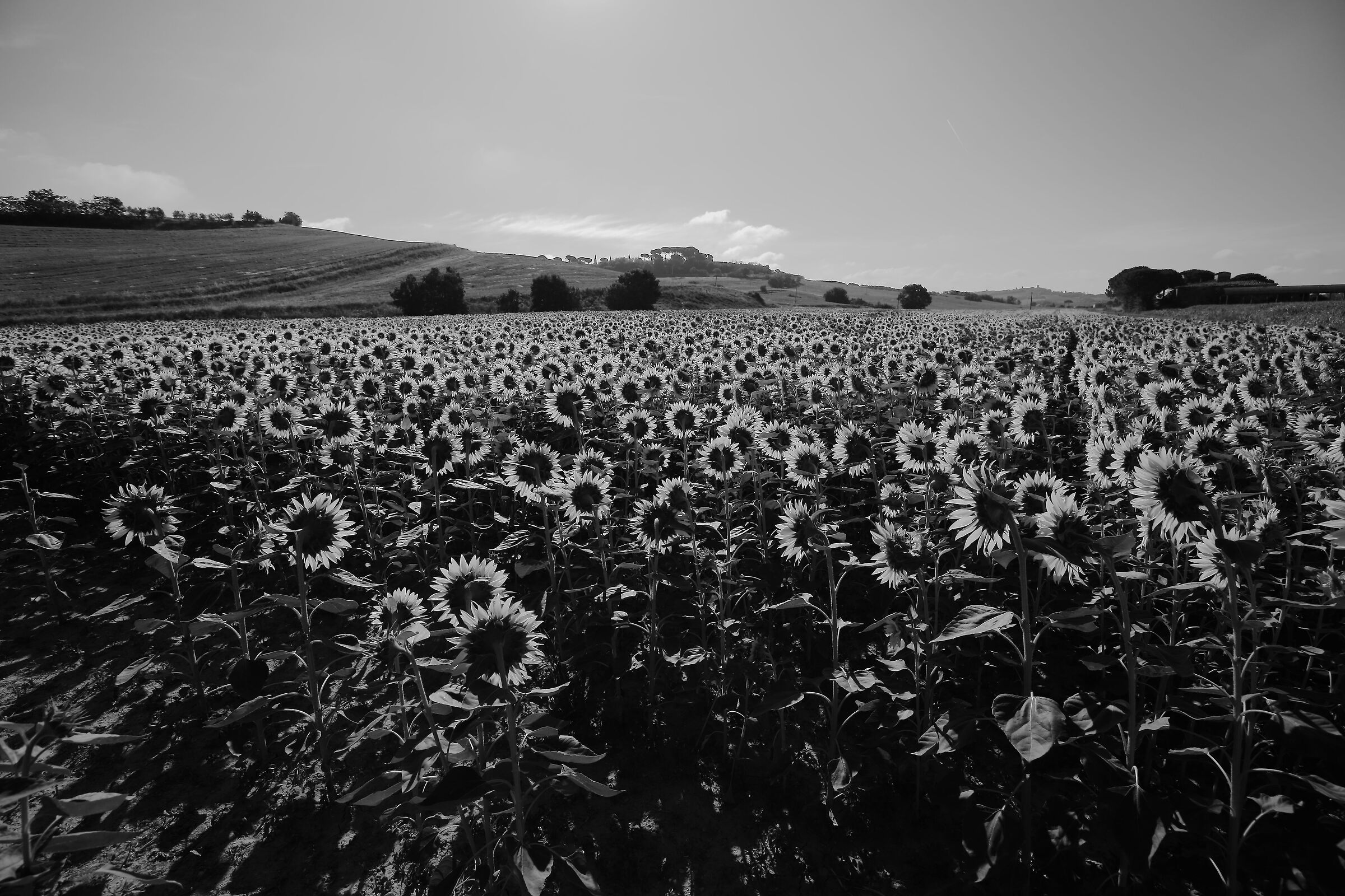 Black white tide or yellow tide ...