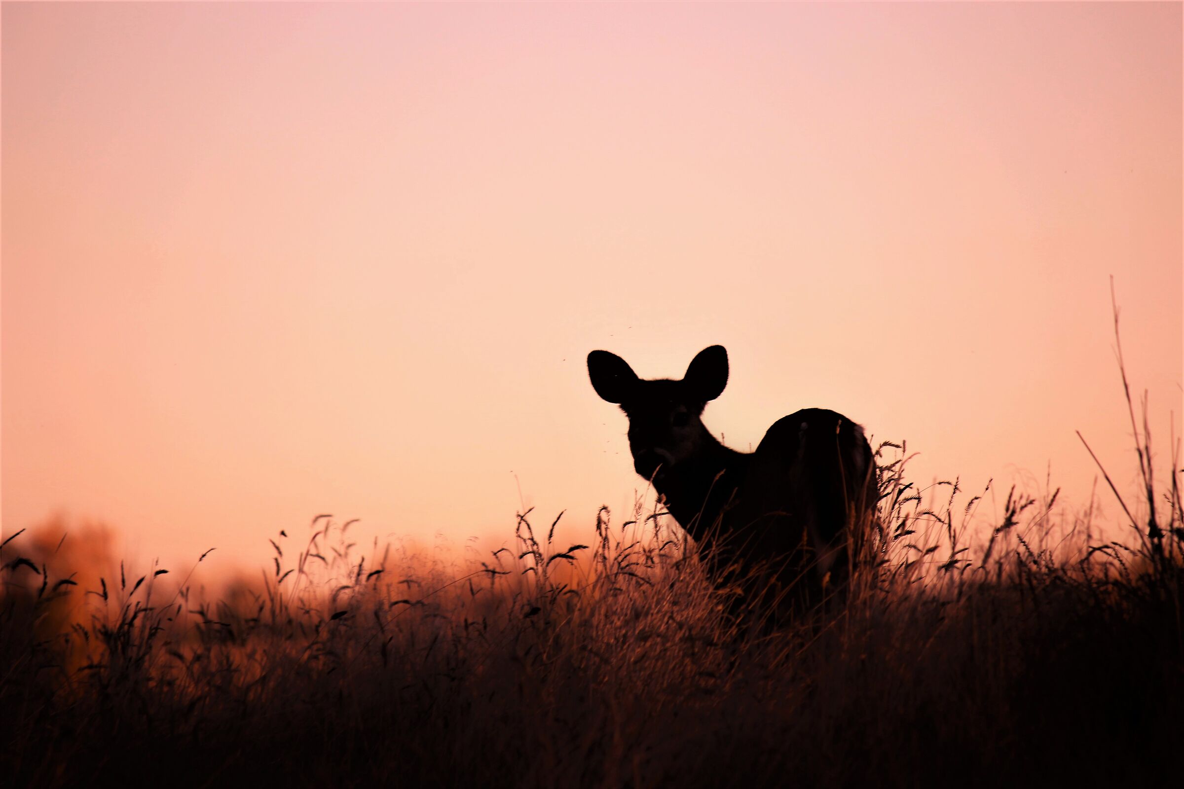 at the first light of dawn