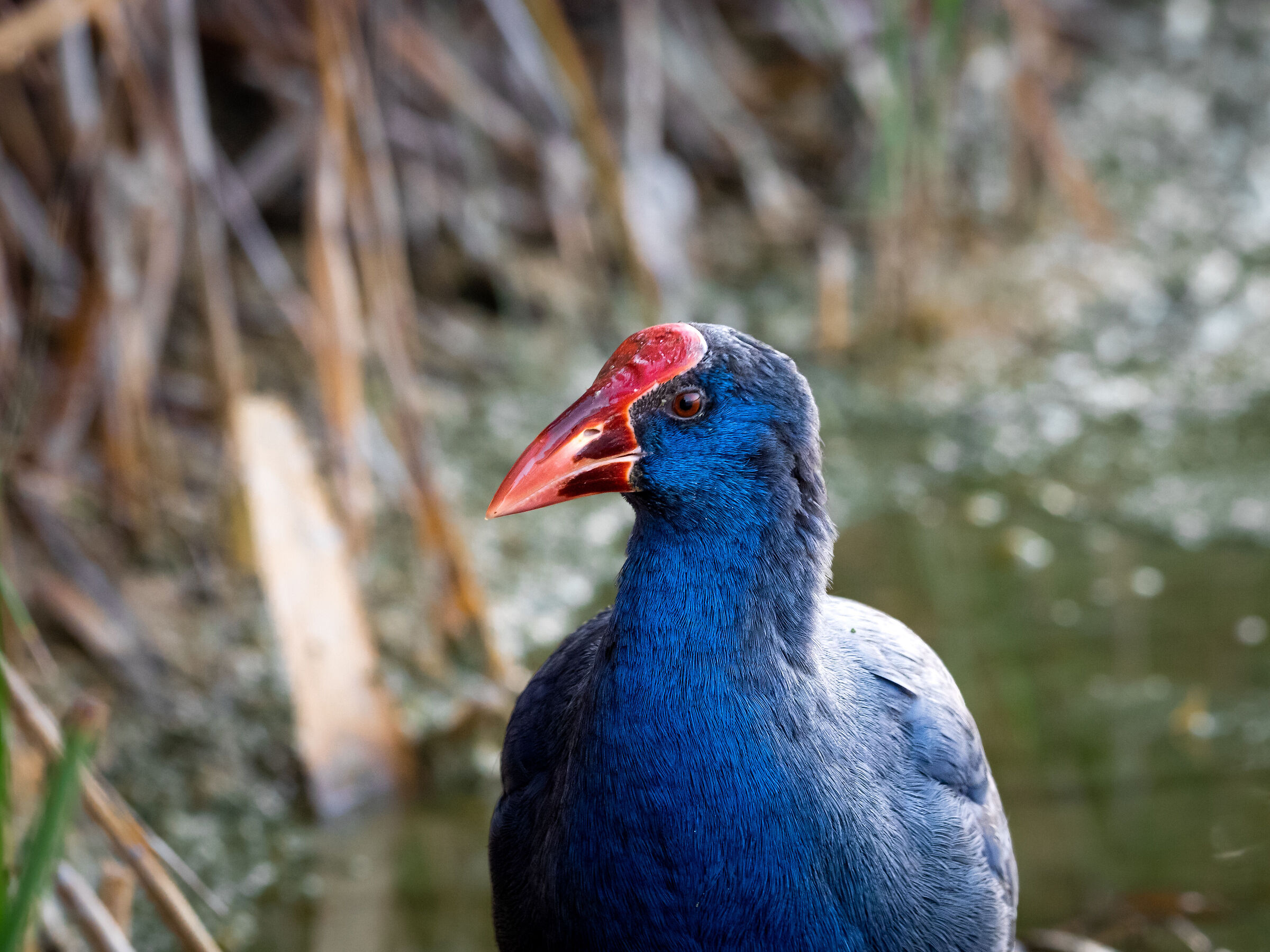 Sultan Chicken First Floor
