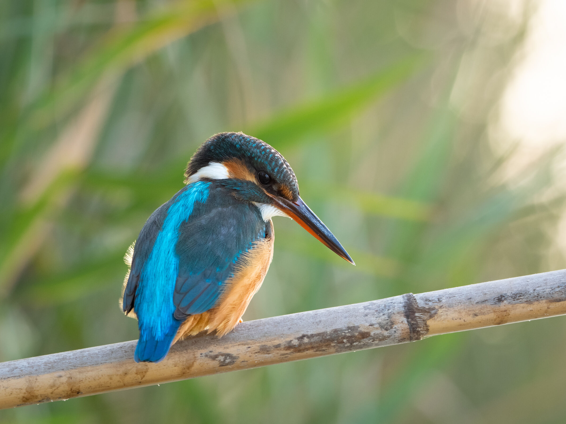 Kingfisher