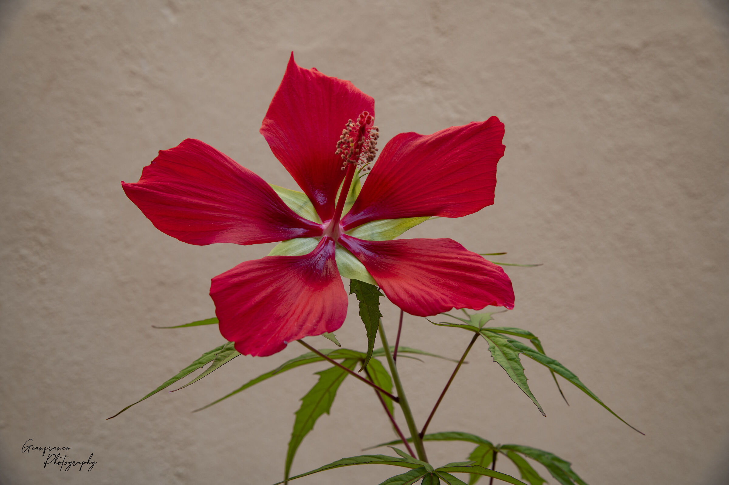Hibiscus coccineus