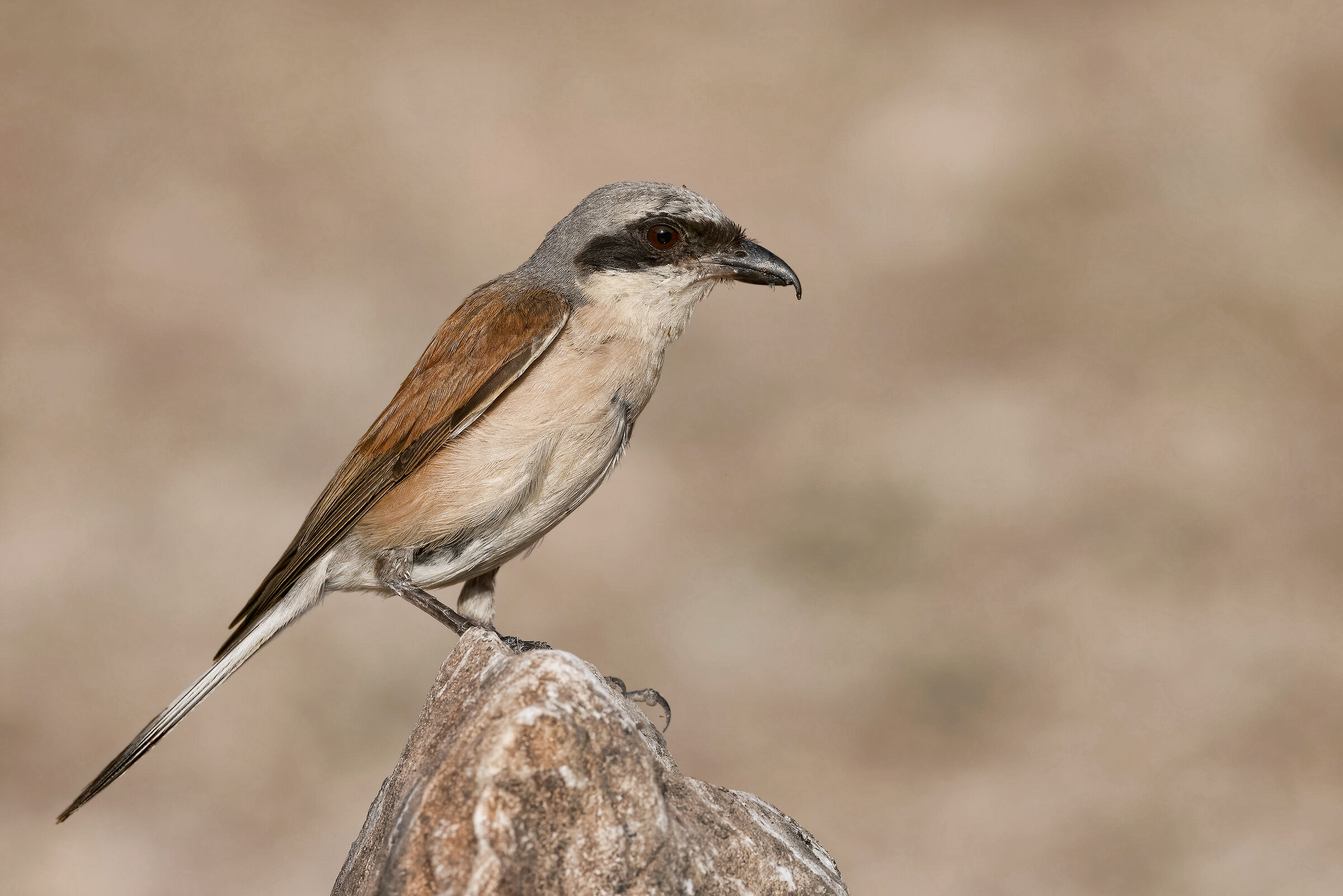 Averla piccola (Lanius collurio)