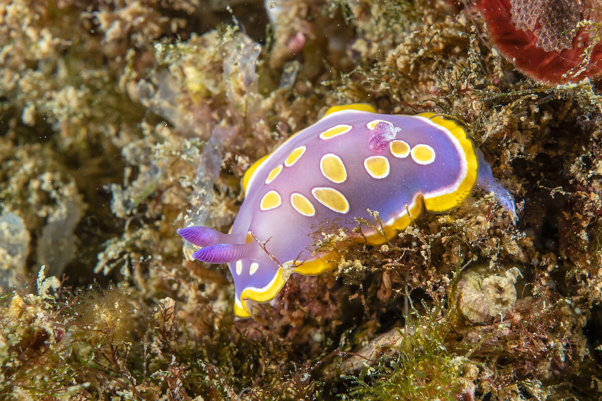 Chromodoris luteorosa