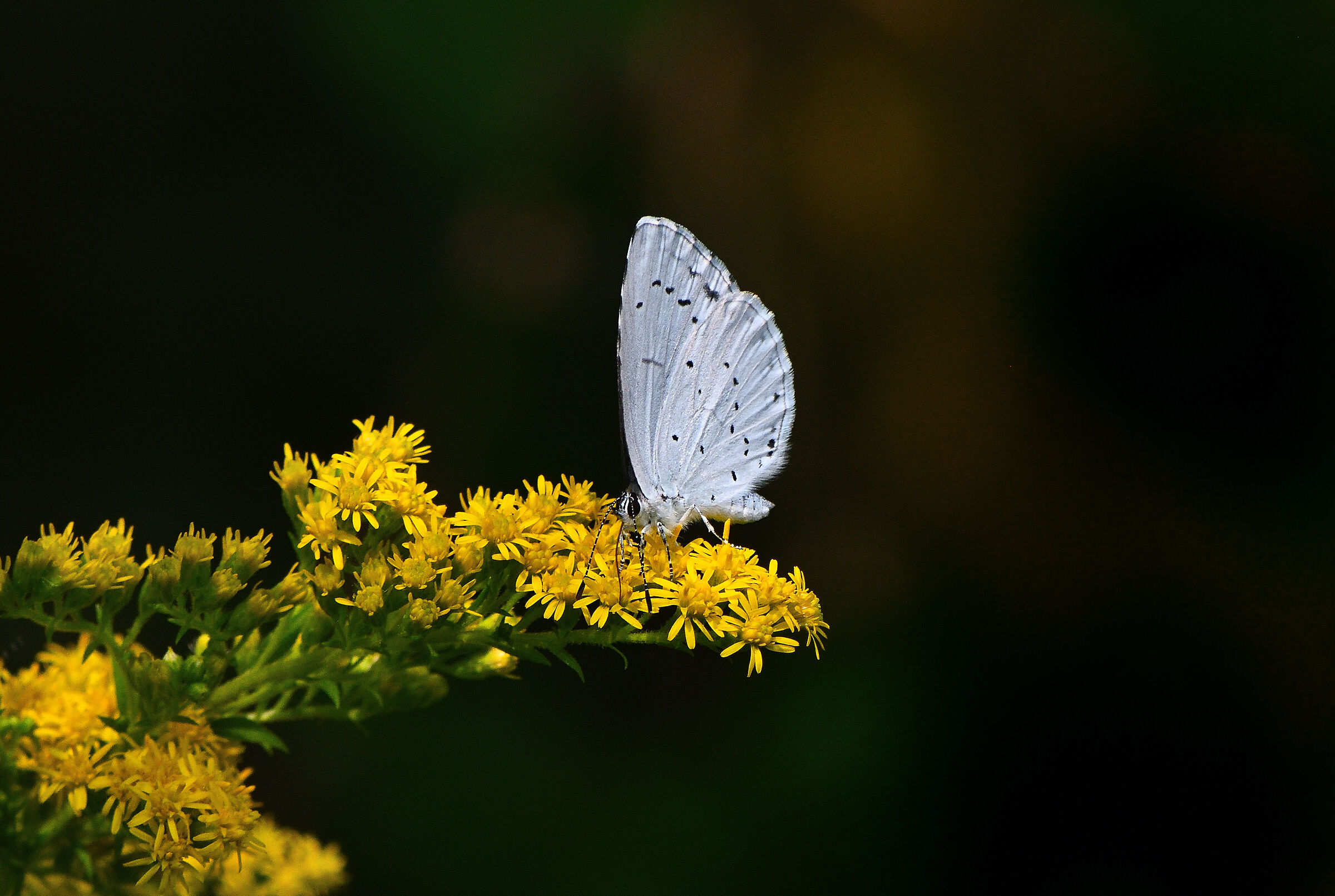 Celastrina argiolus