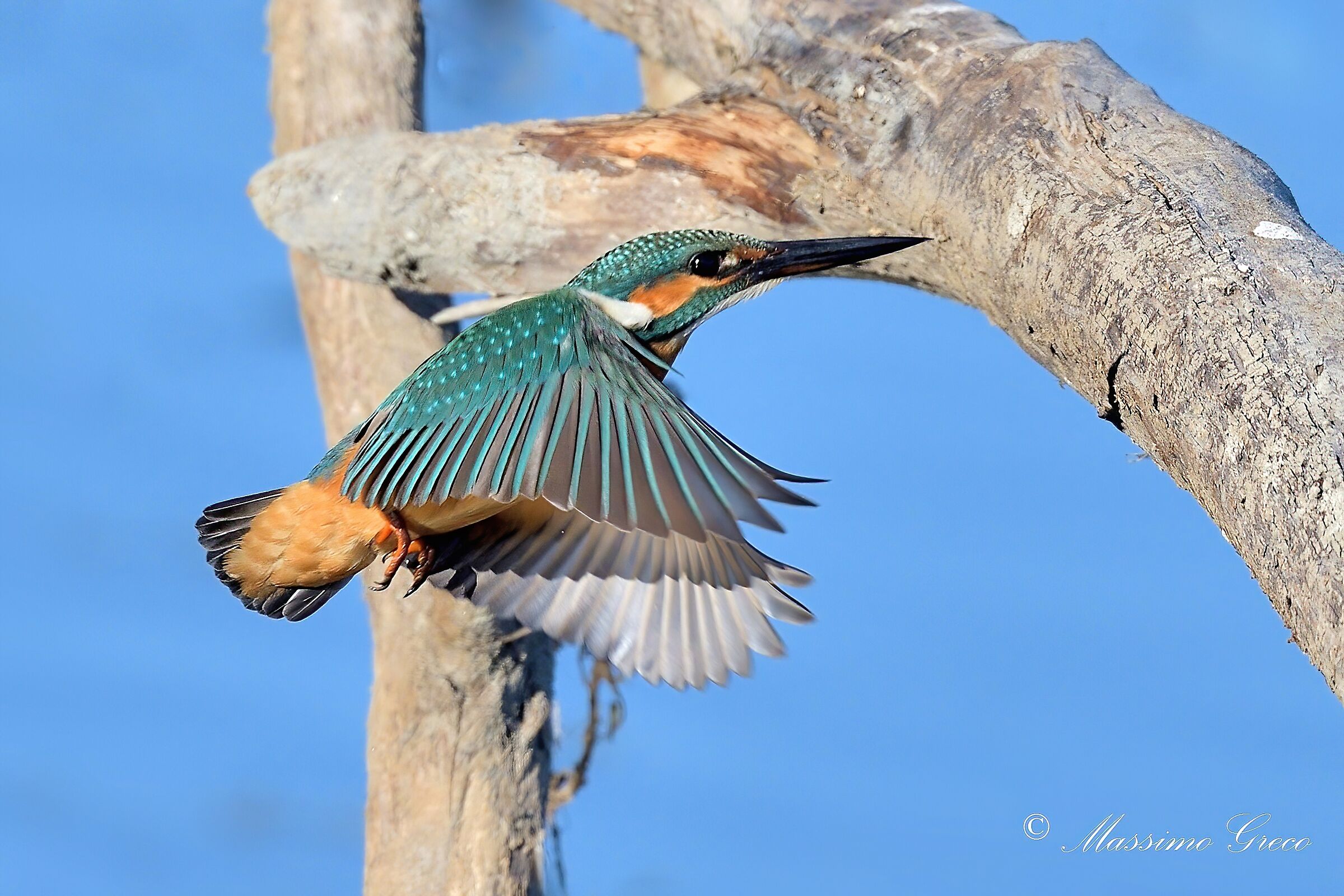 Kingfisher