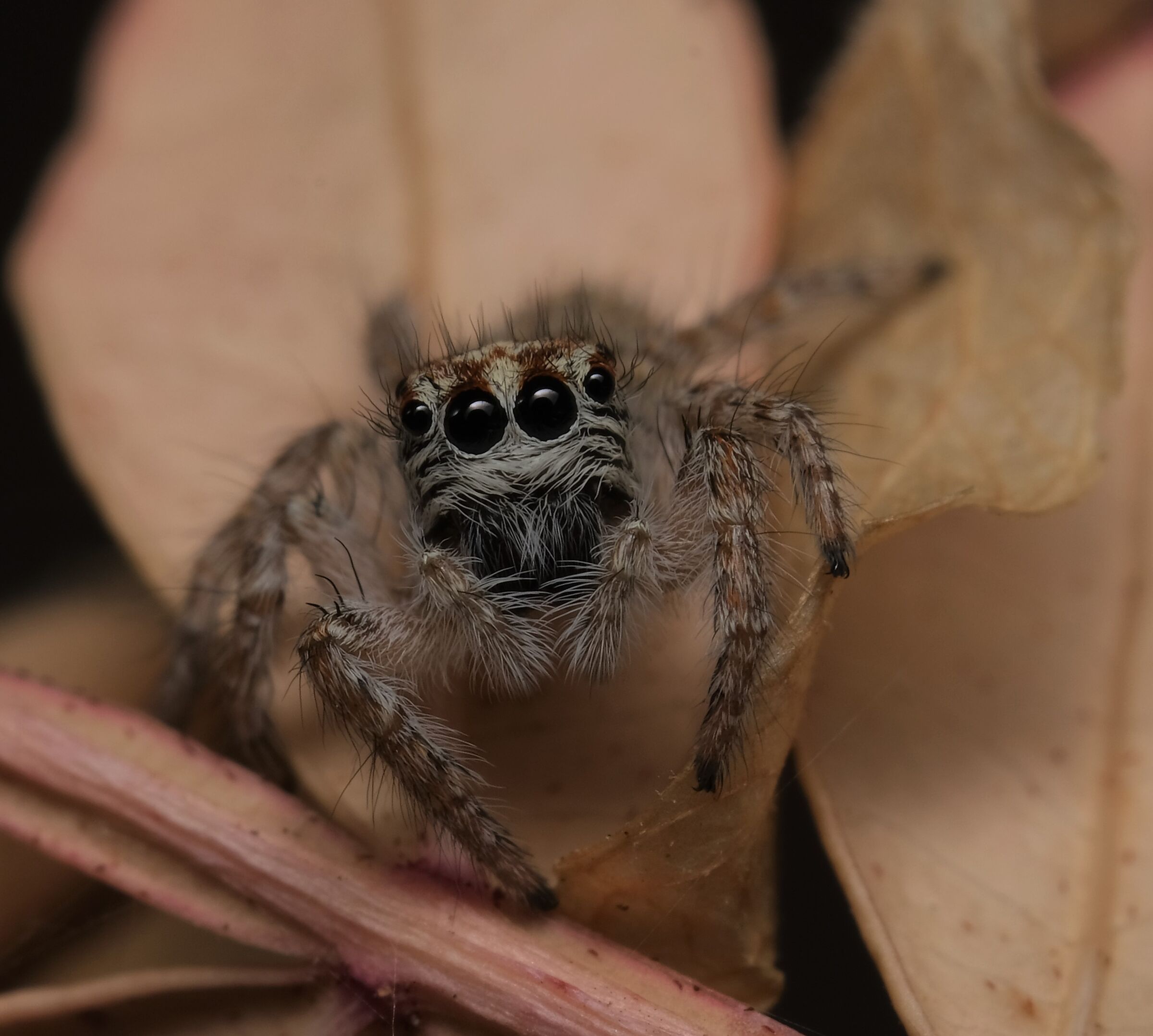 jumpspider