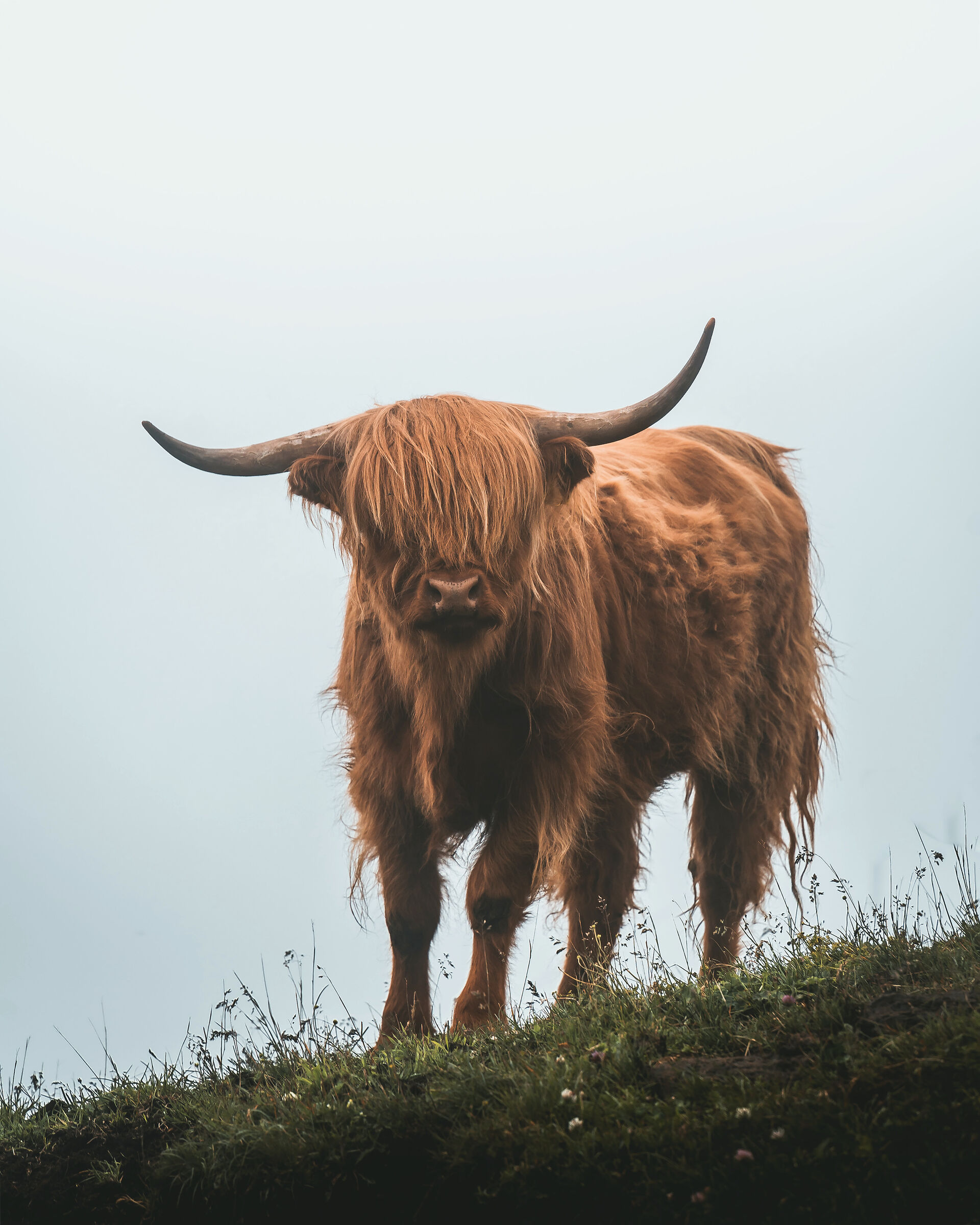 Mucca cornuta nella nebbia