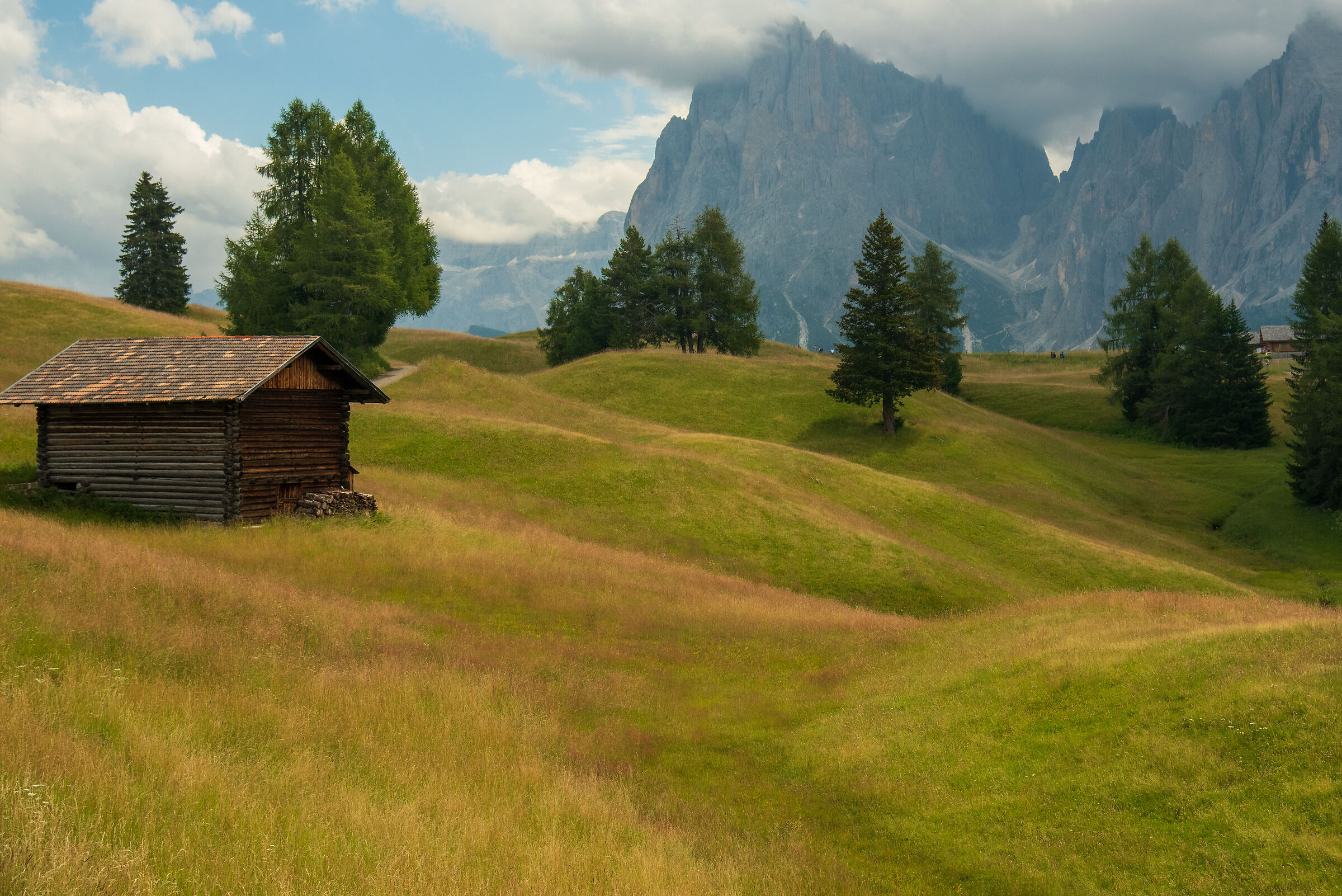 Meadows