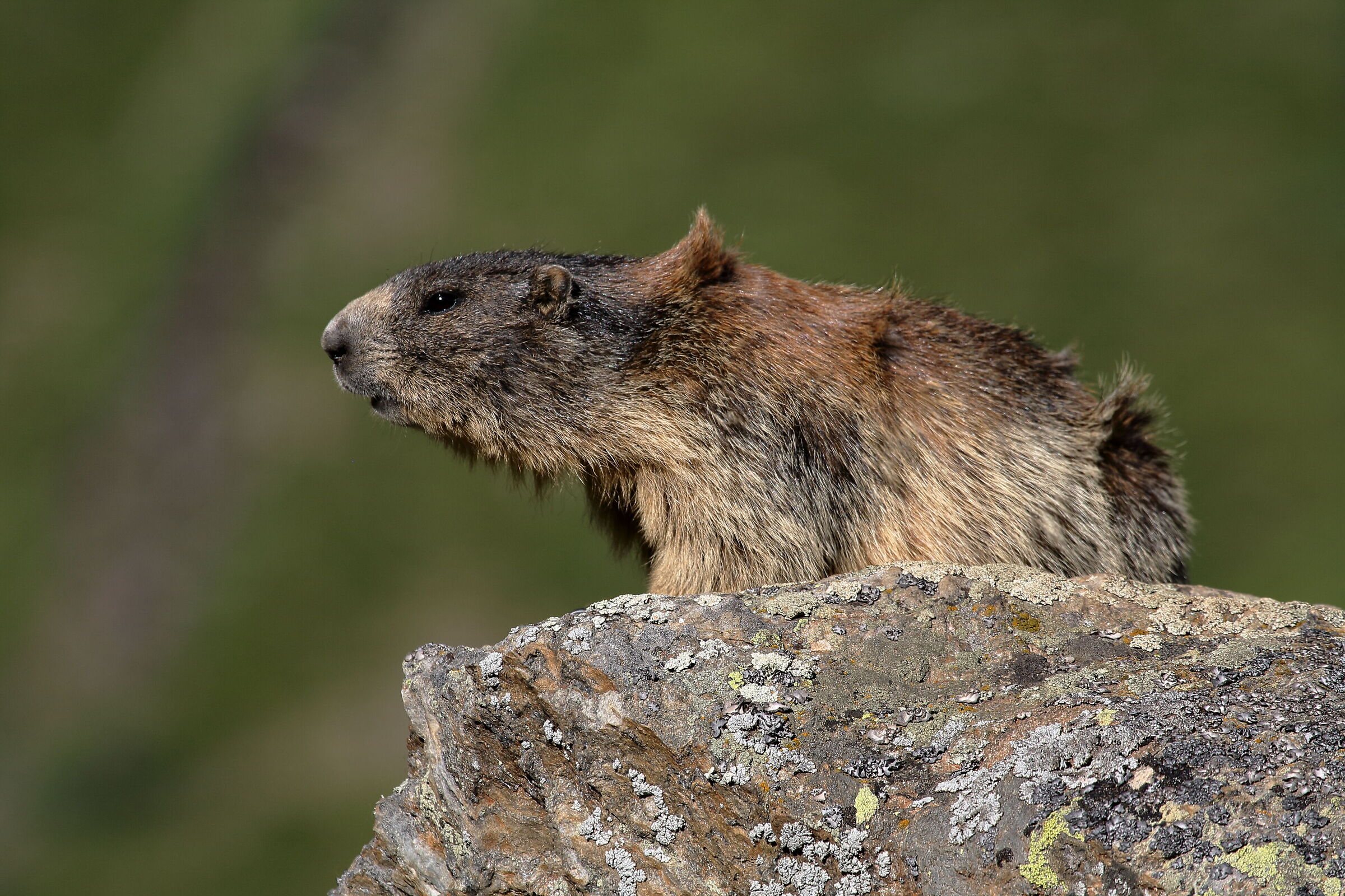La brezza dei monti.