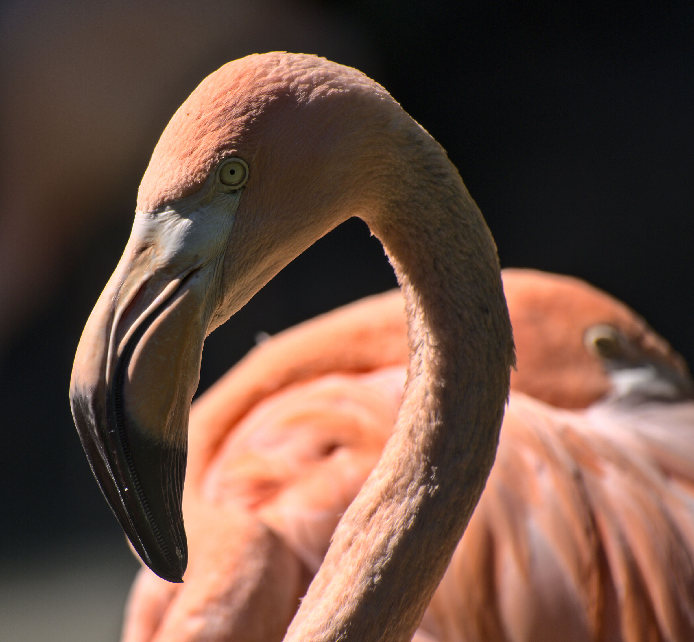 Fenicottero rosa al tramonto