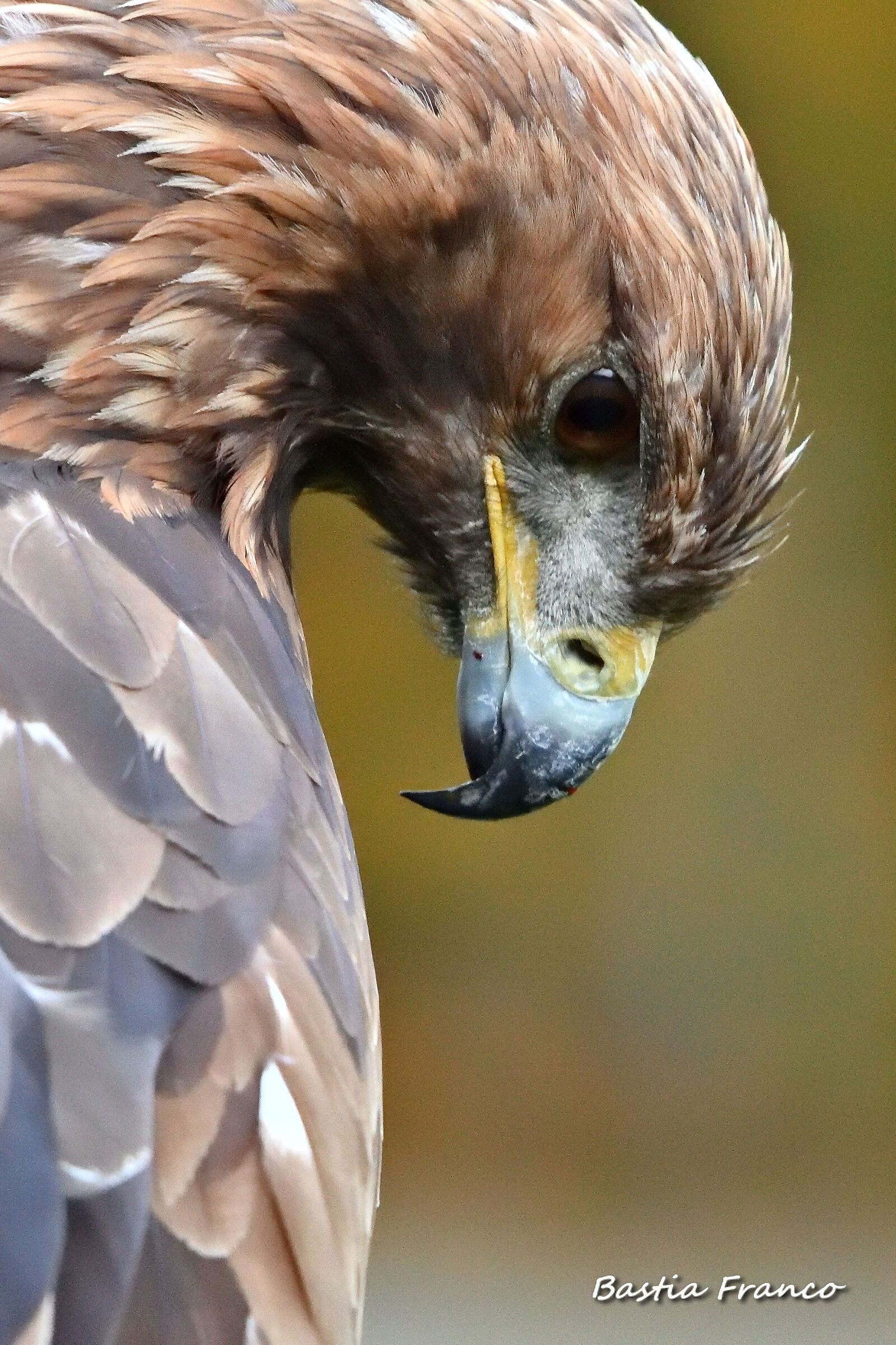 Aquila reale da falconeria