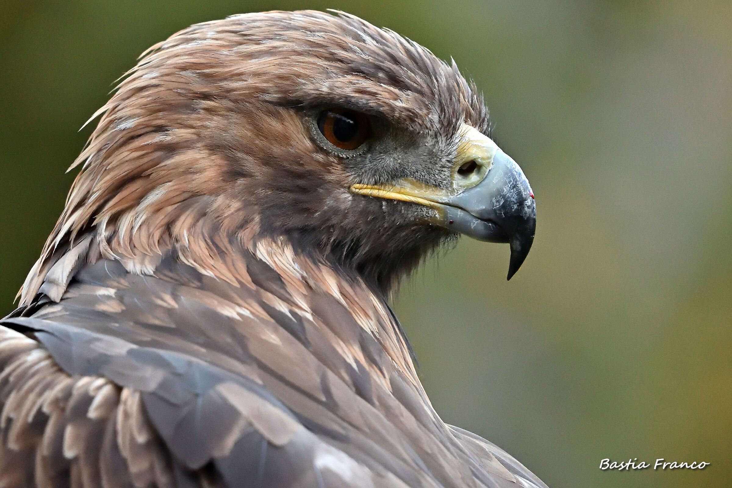 Aquila reale da falconeria