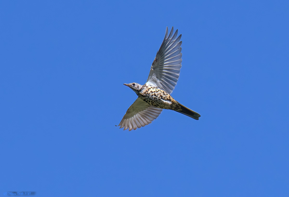 Tordela (Turdus viscivorus)