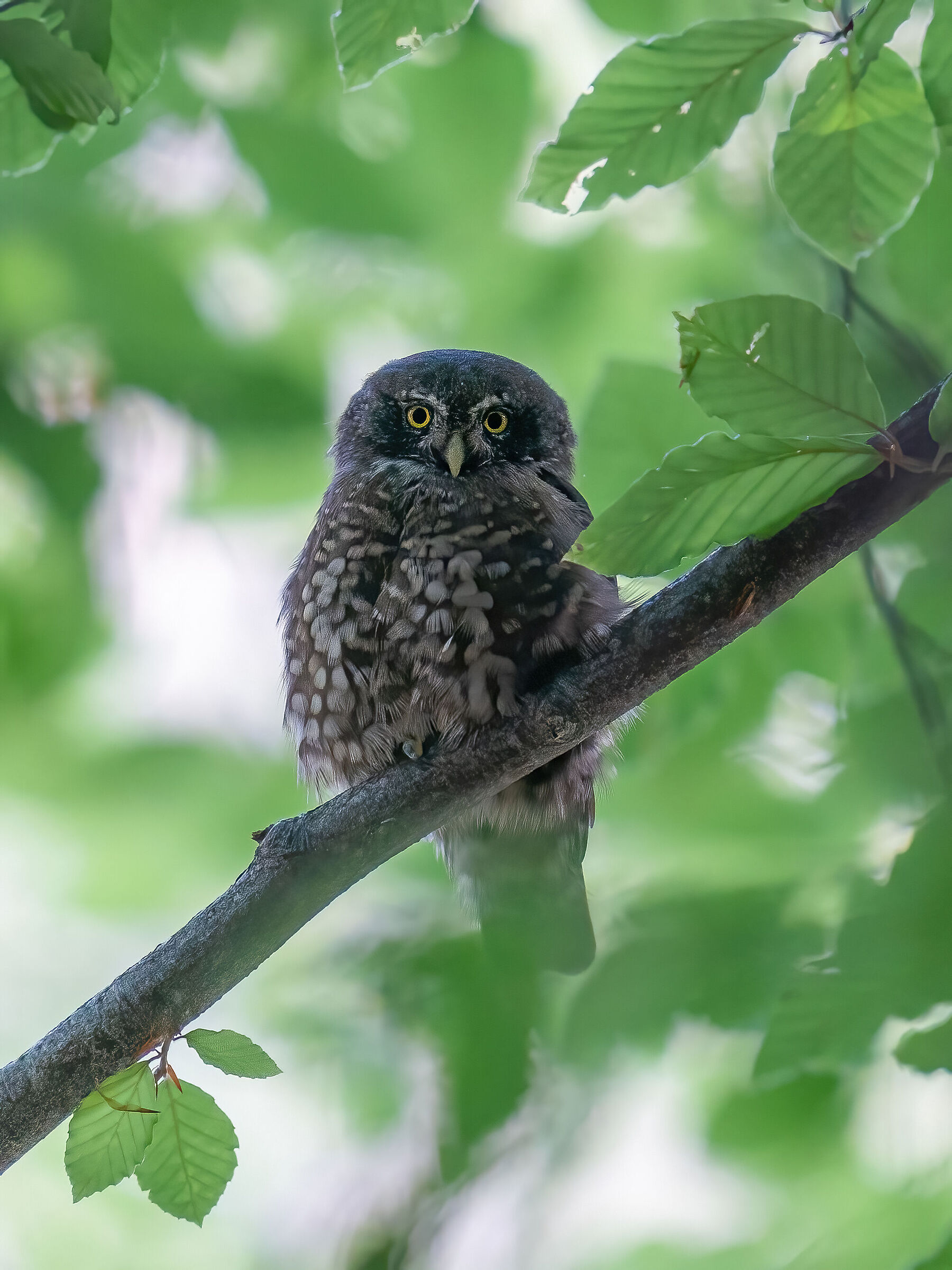 Glaucidium passerimun dark morph