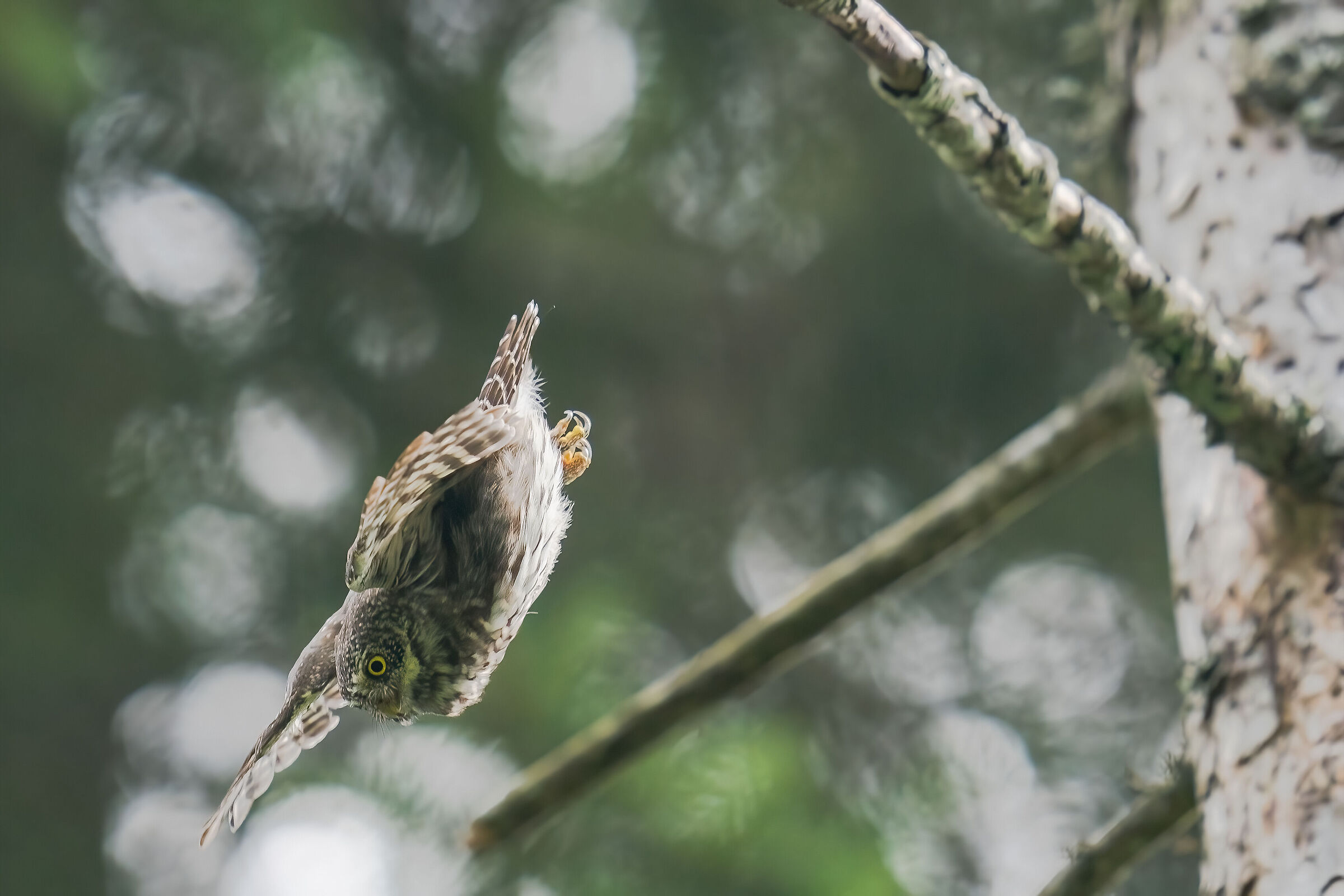Gaucidium passerinum in swoop