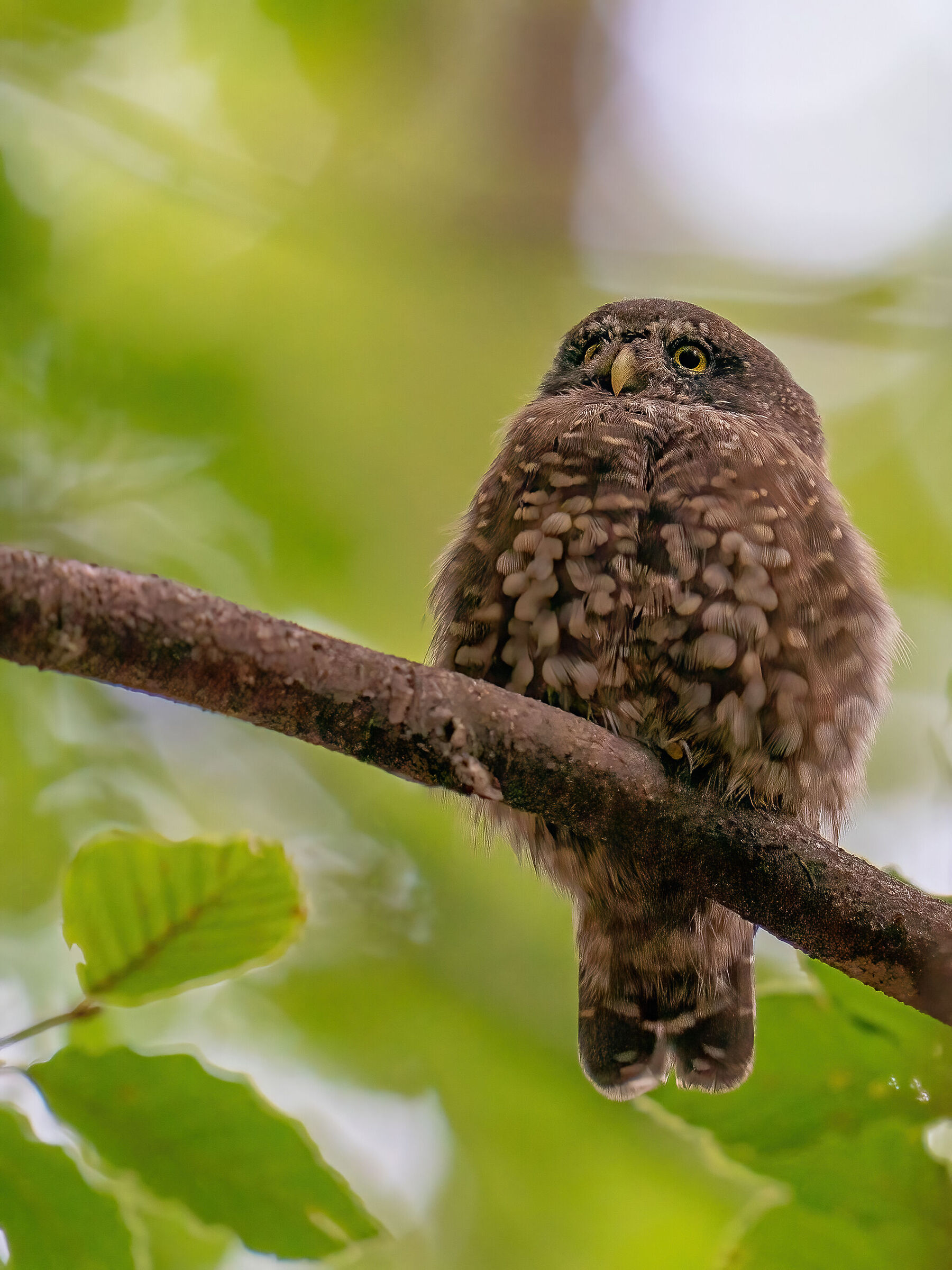 Glaucidium passerinum