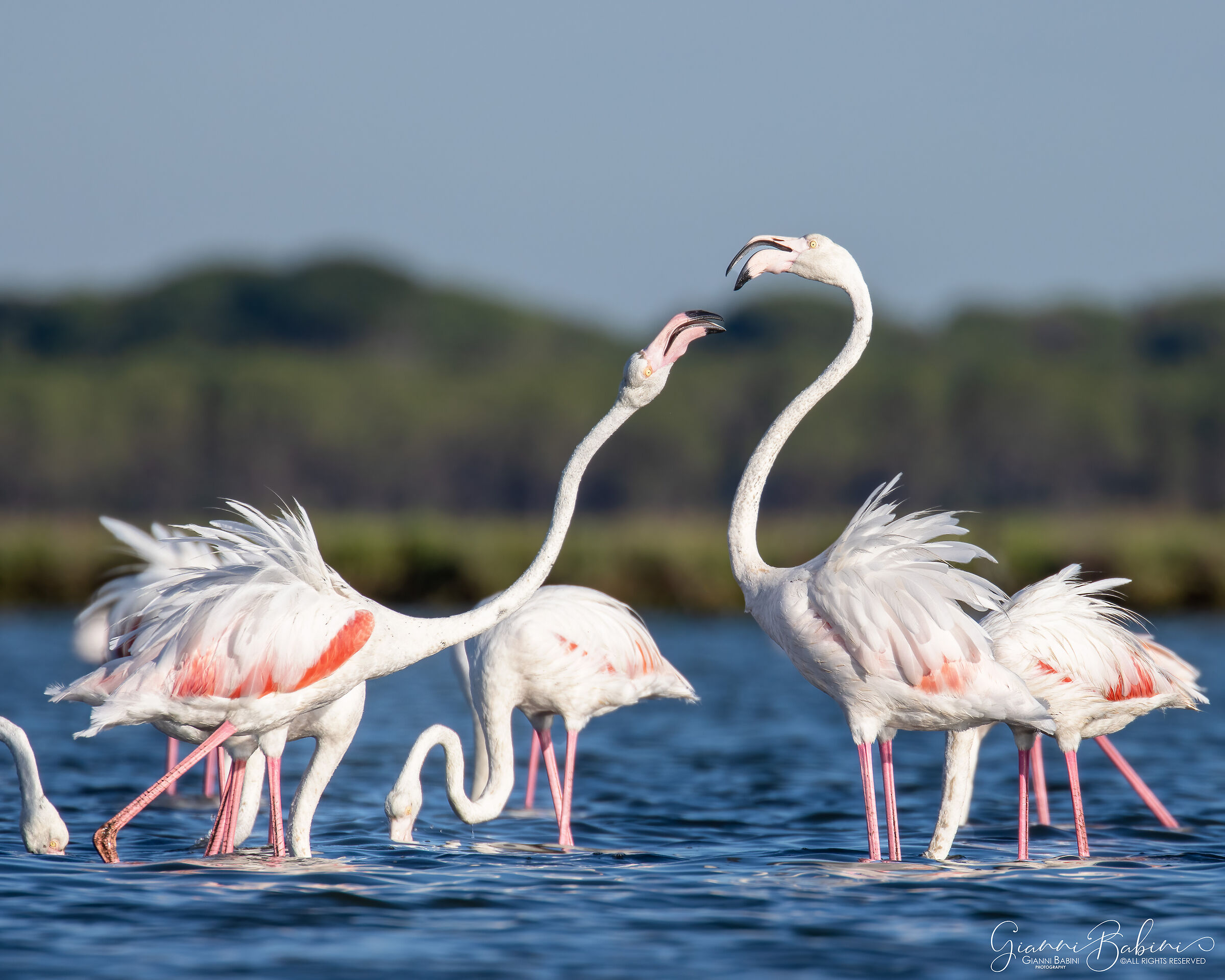 Flamingoes