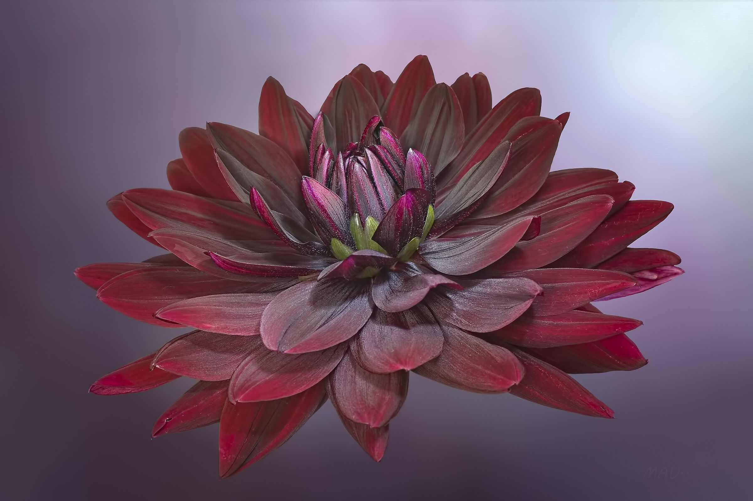 Dahlia