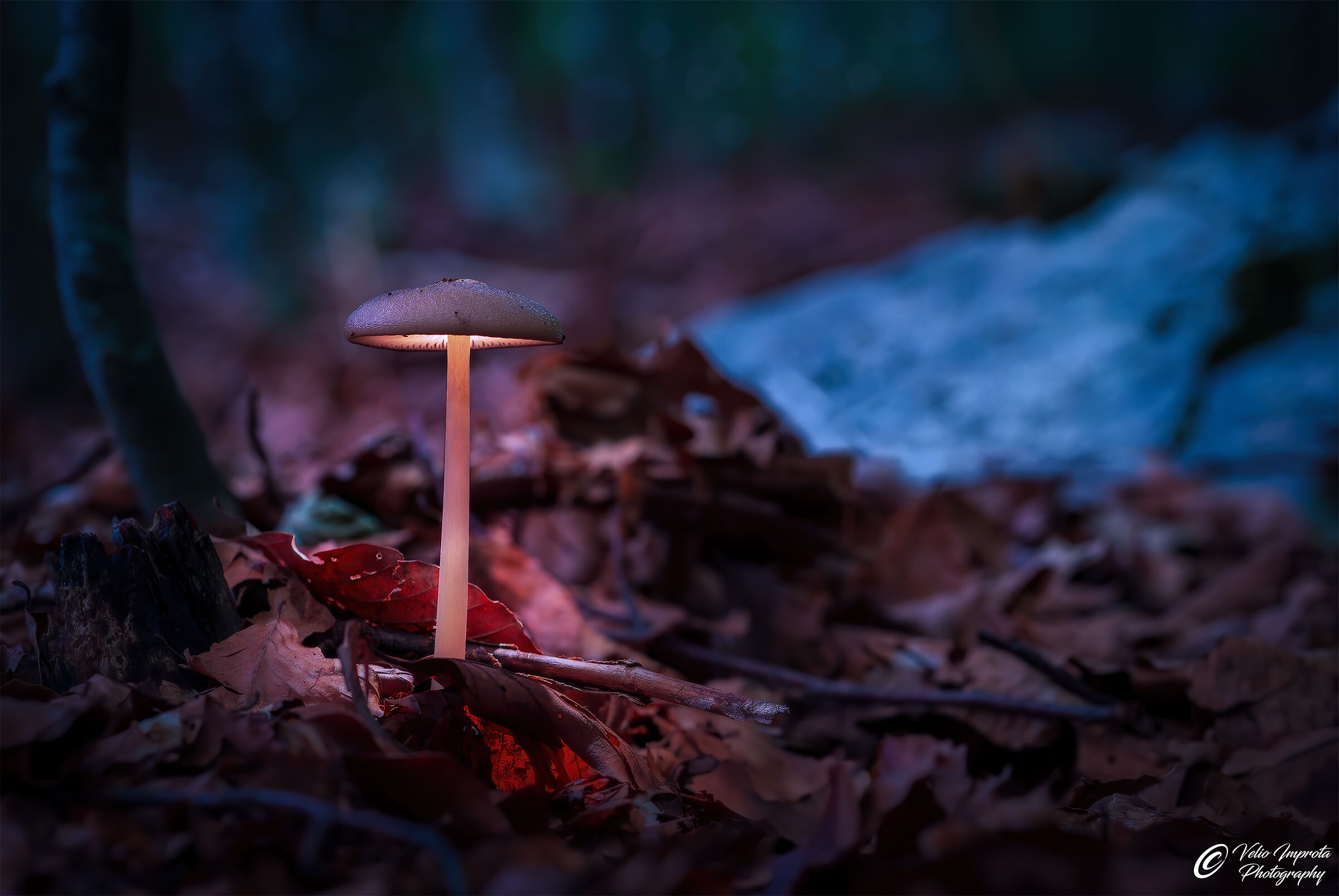 The first little one that shines