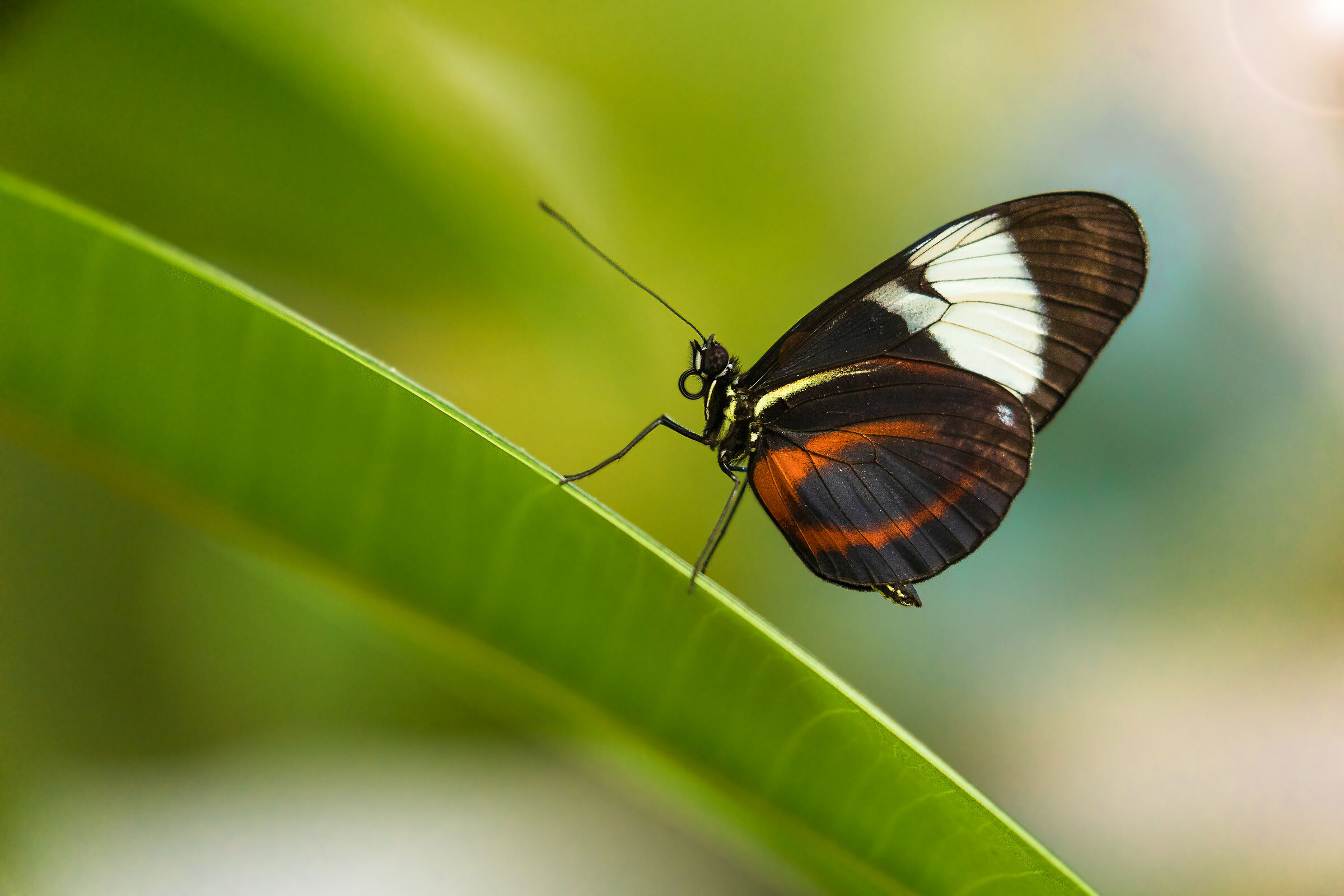 dreamland art of nature