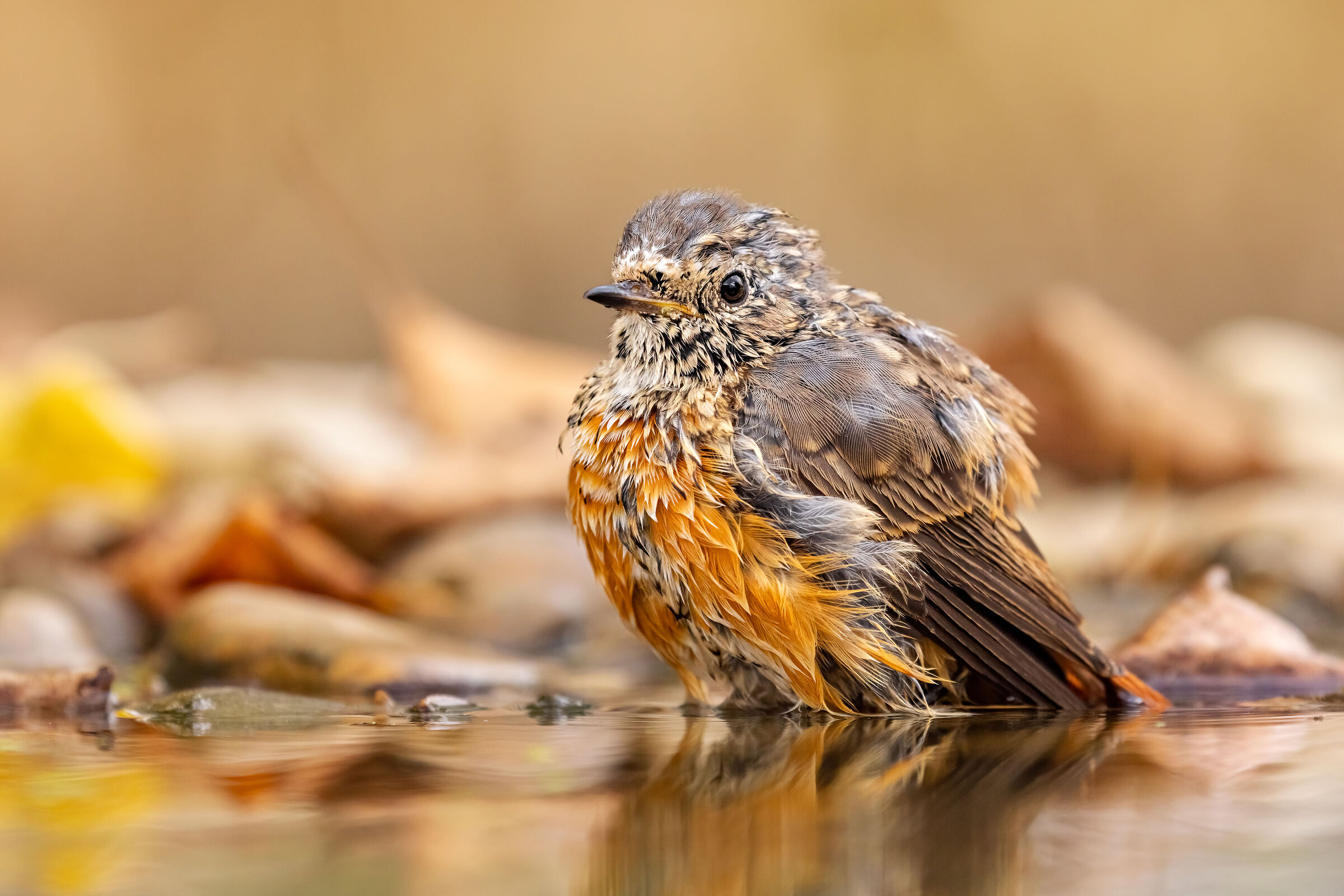 ..come il re leone..