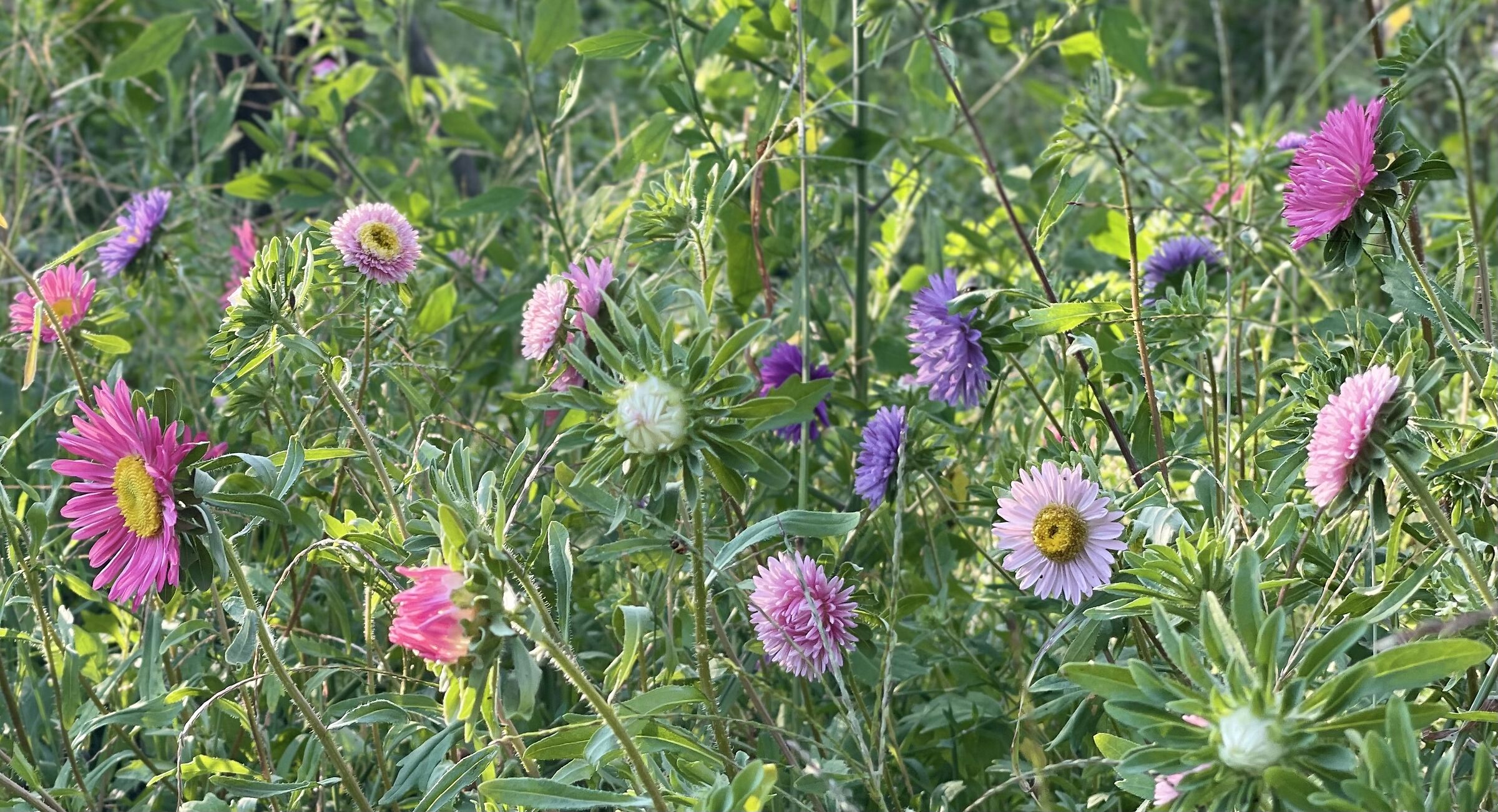 Una tavolozza naturale.