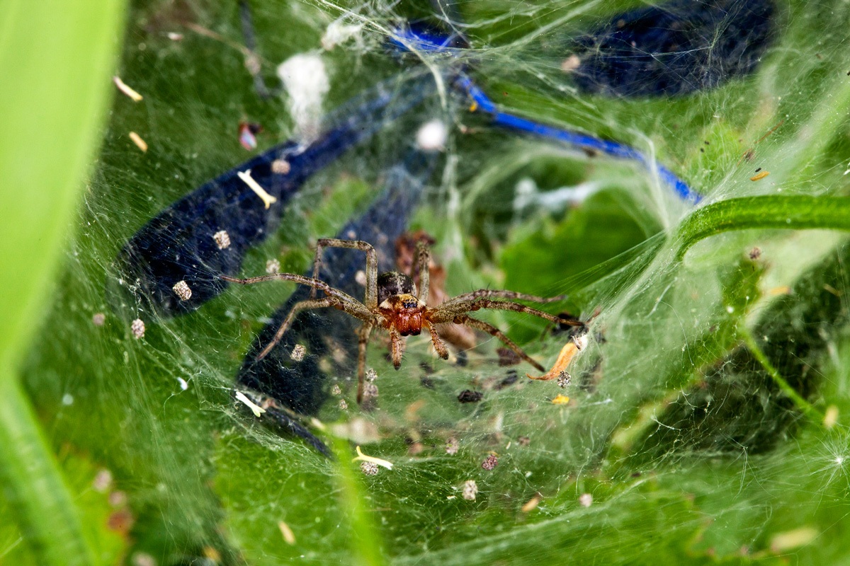 The meal of the spider