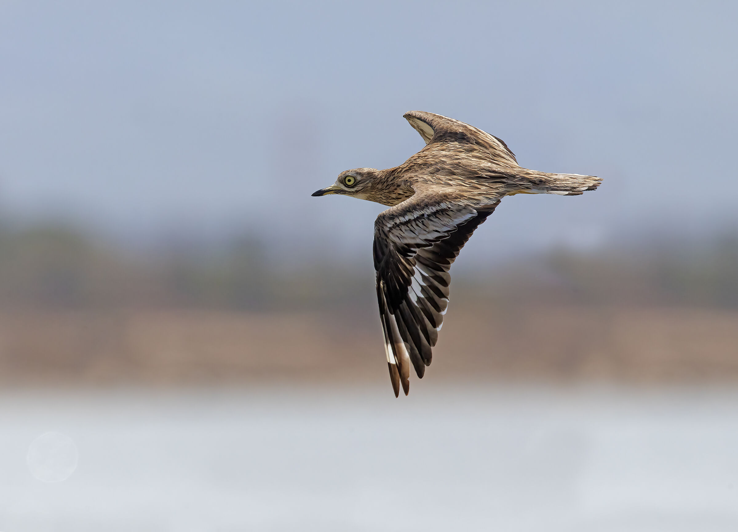occhione al volo...........