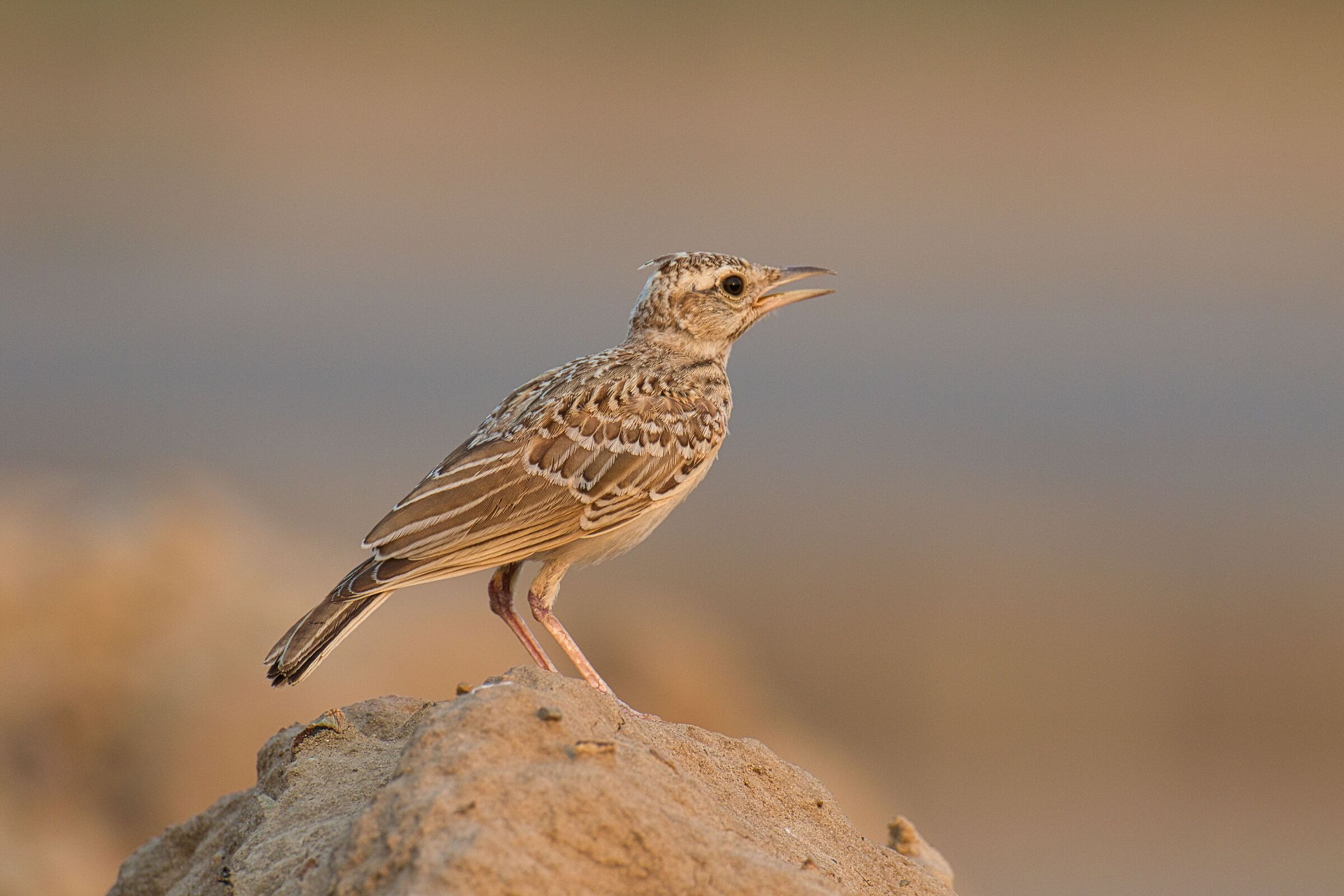 Crested Lark