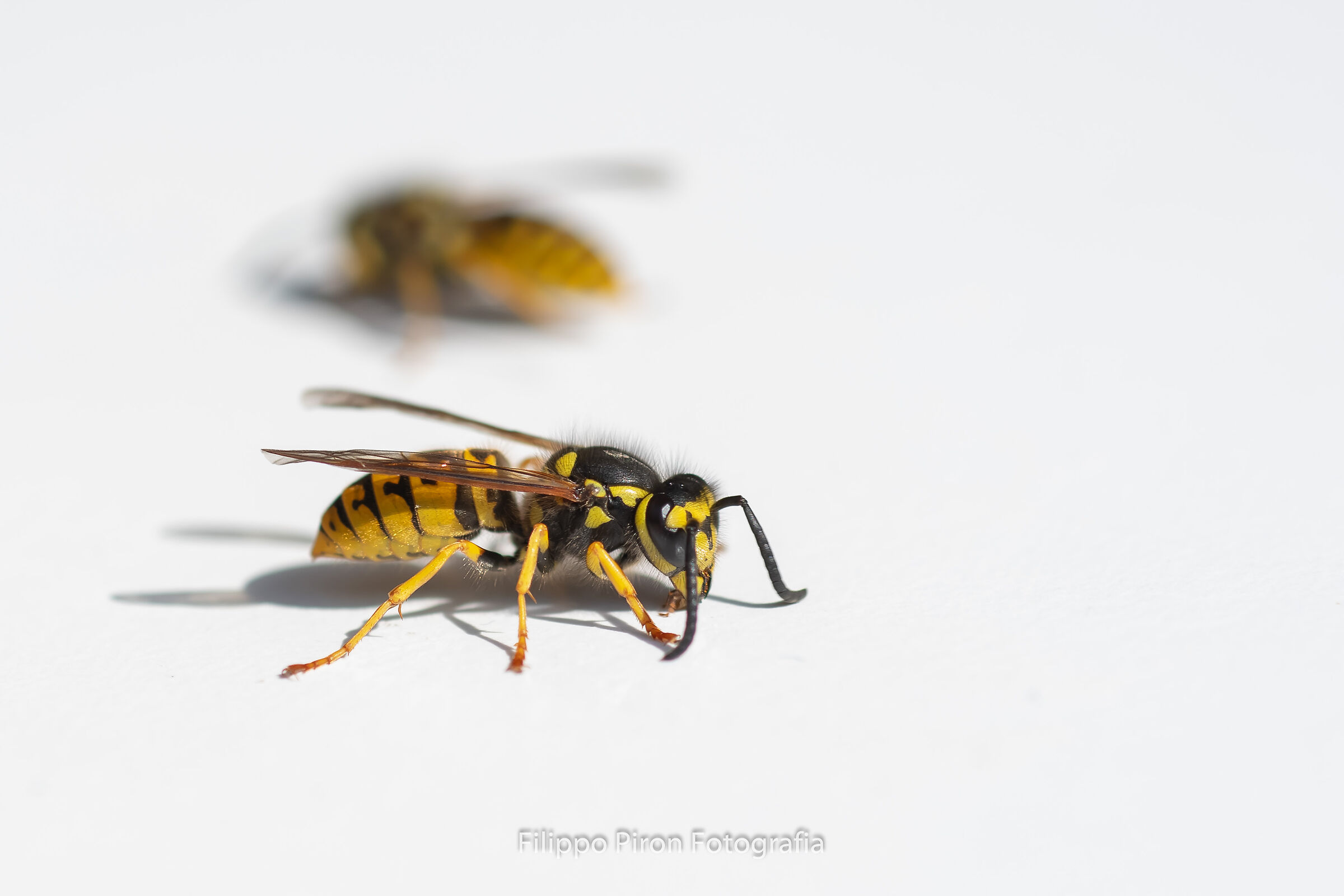 Vespula Germanica (European Vespa)