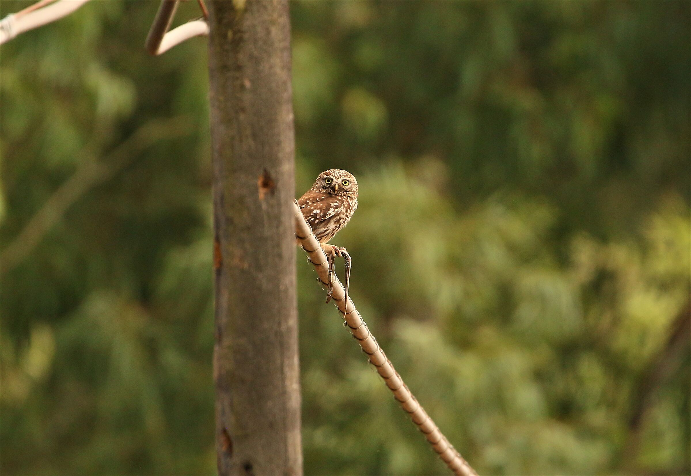 Civetta con orbettino