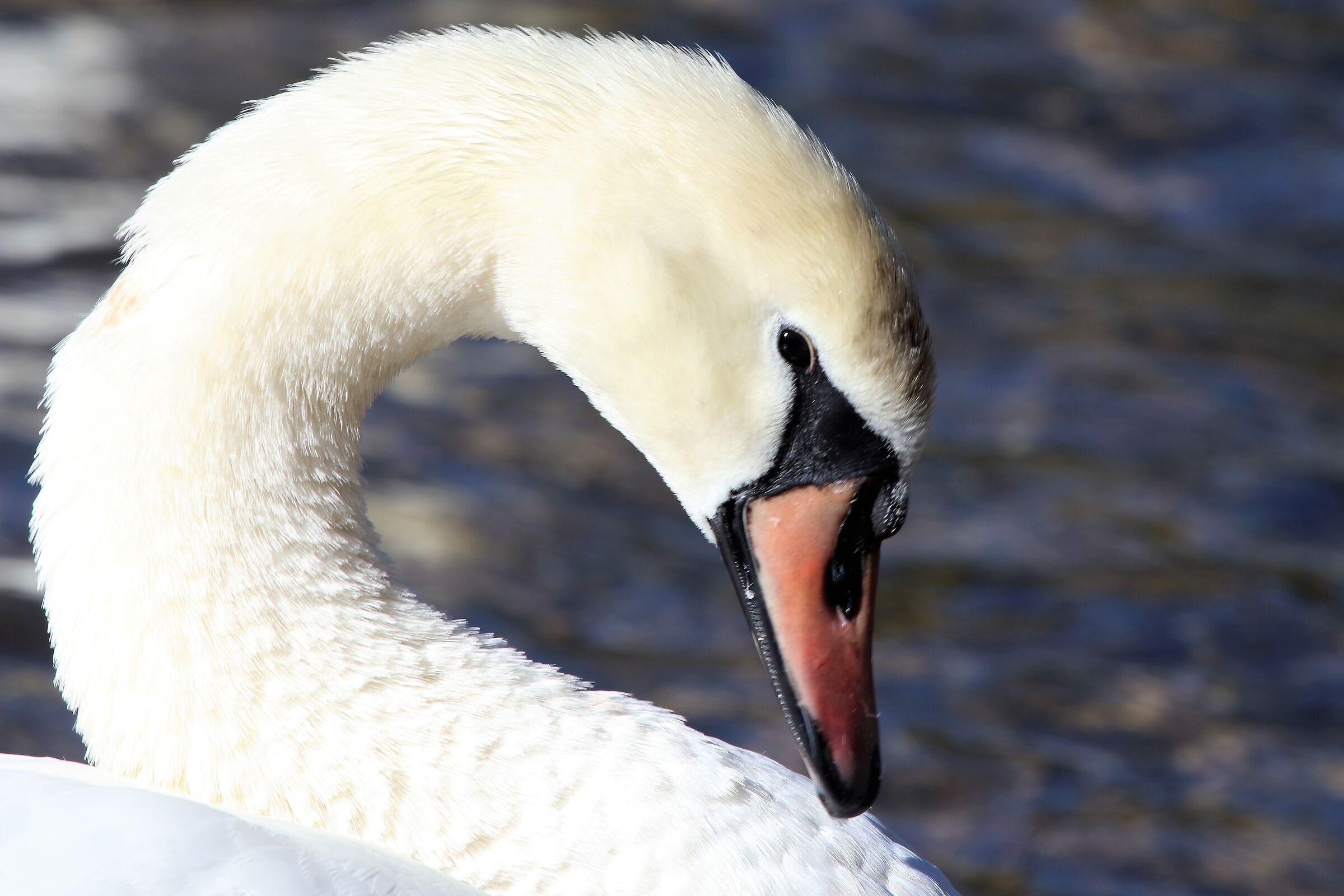 swan