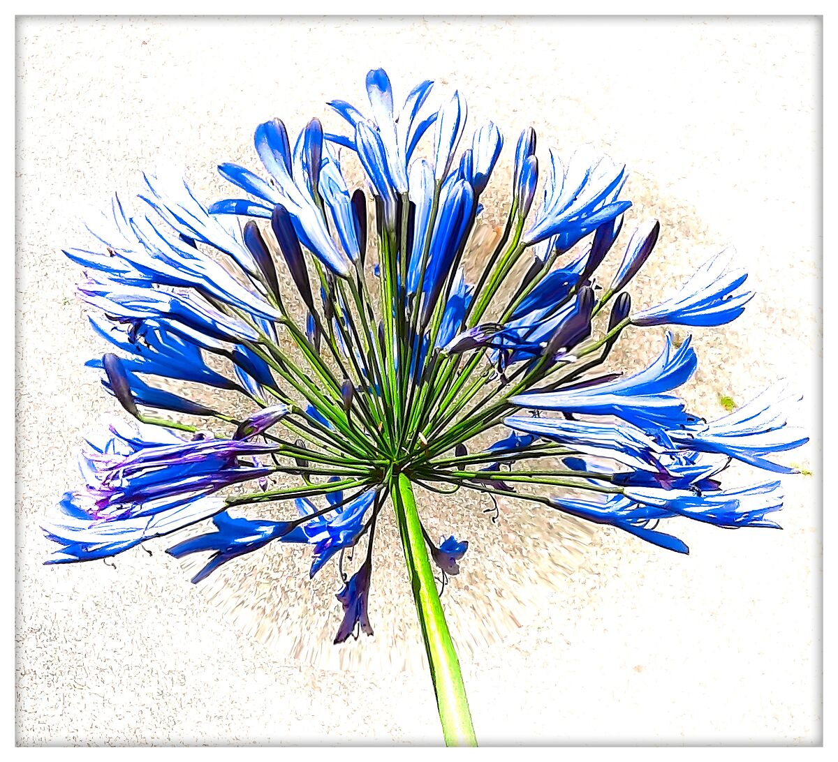 Fiore di Agapanto