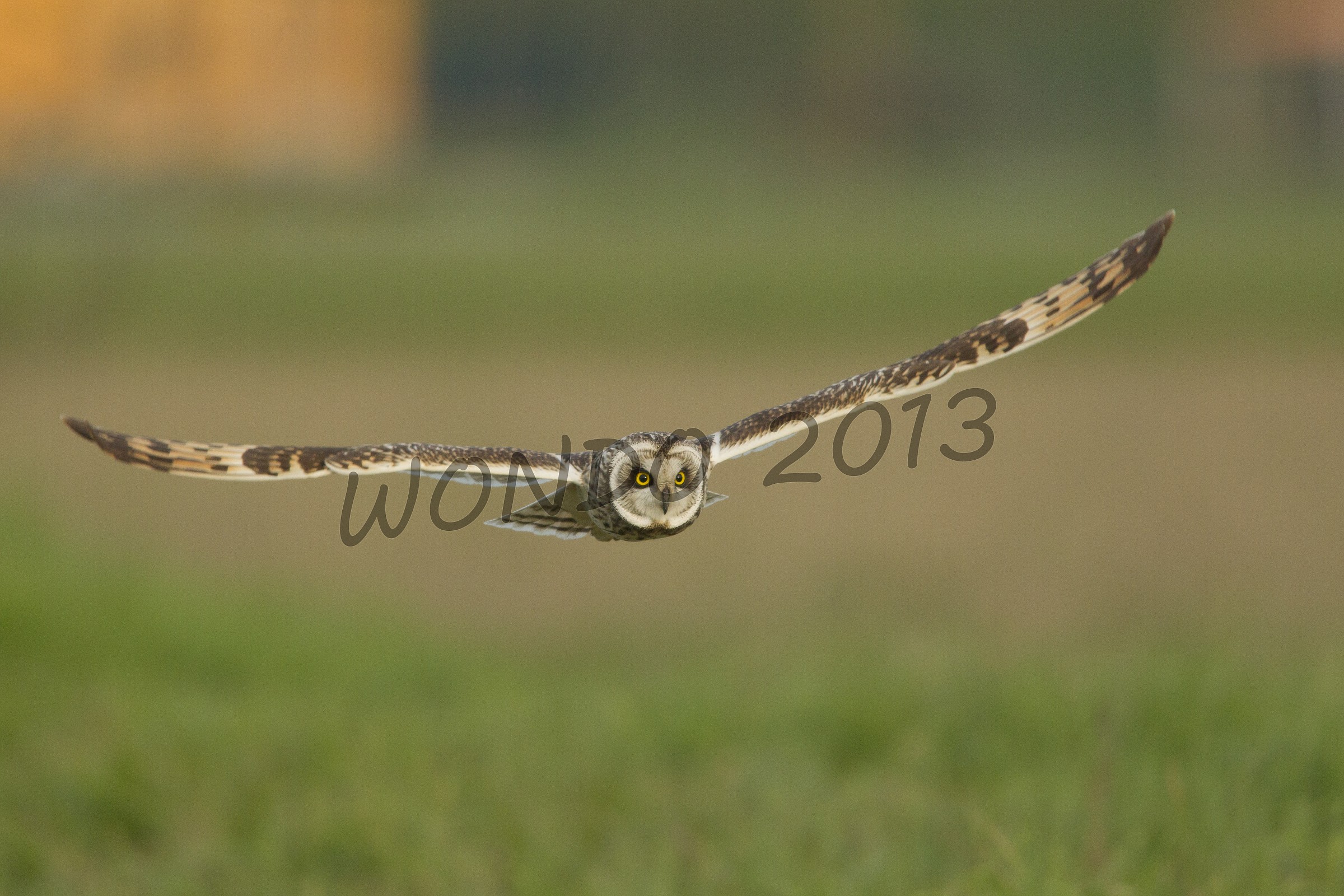 eared owl front