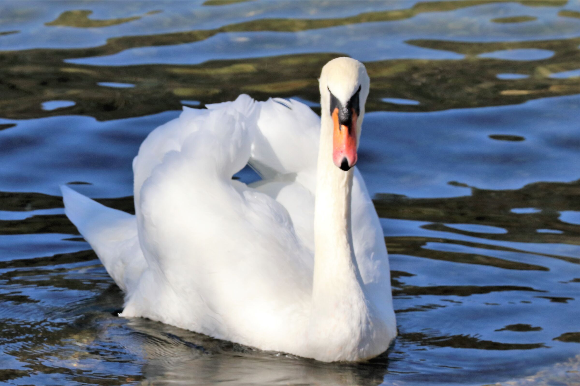 swan