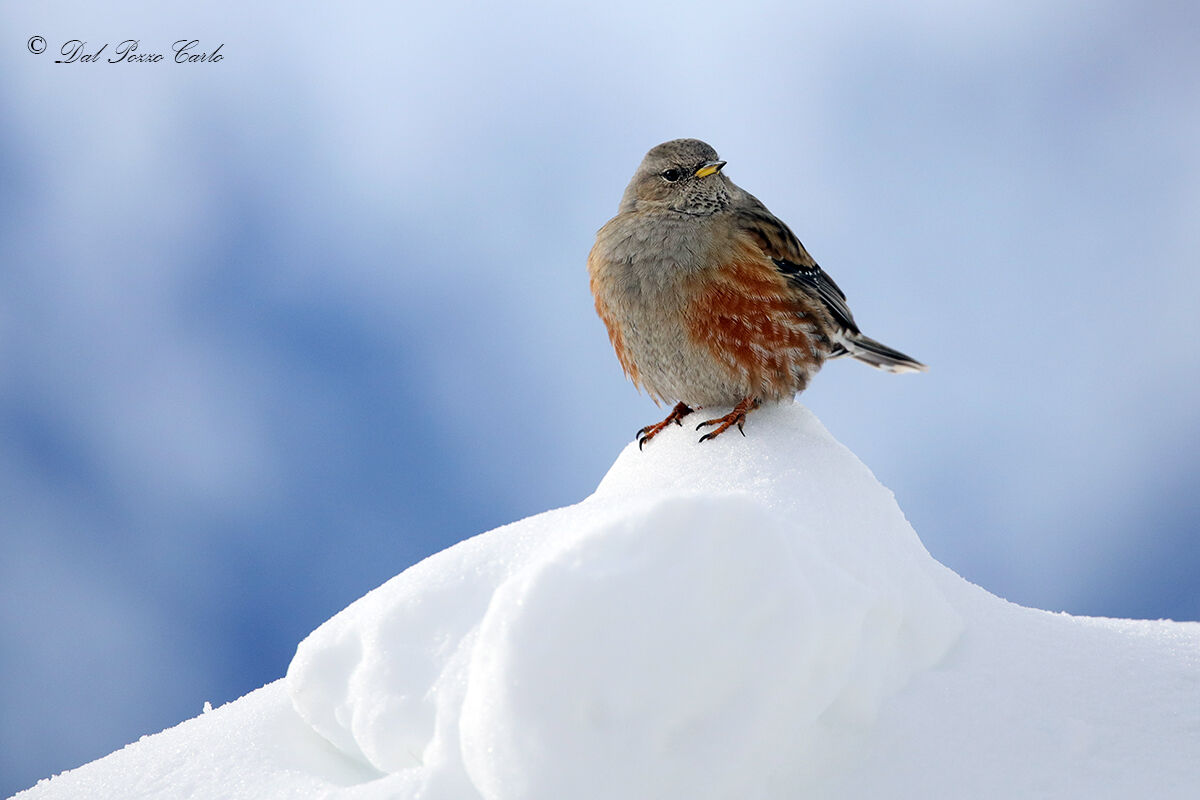 Alpine accentor