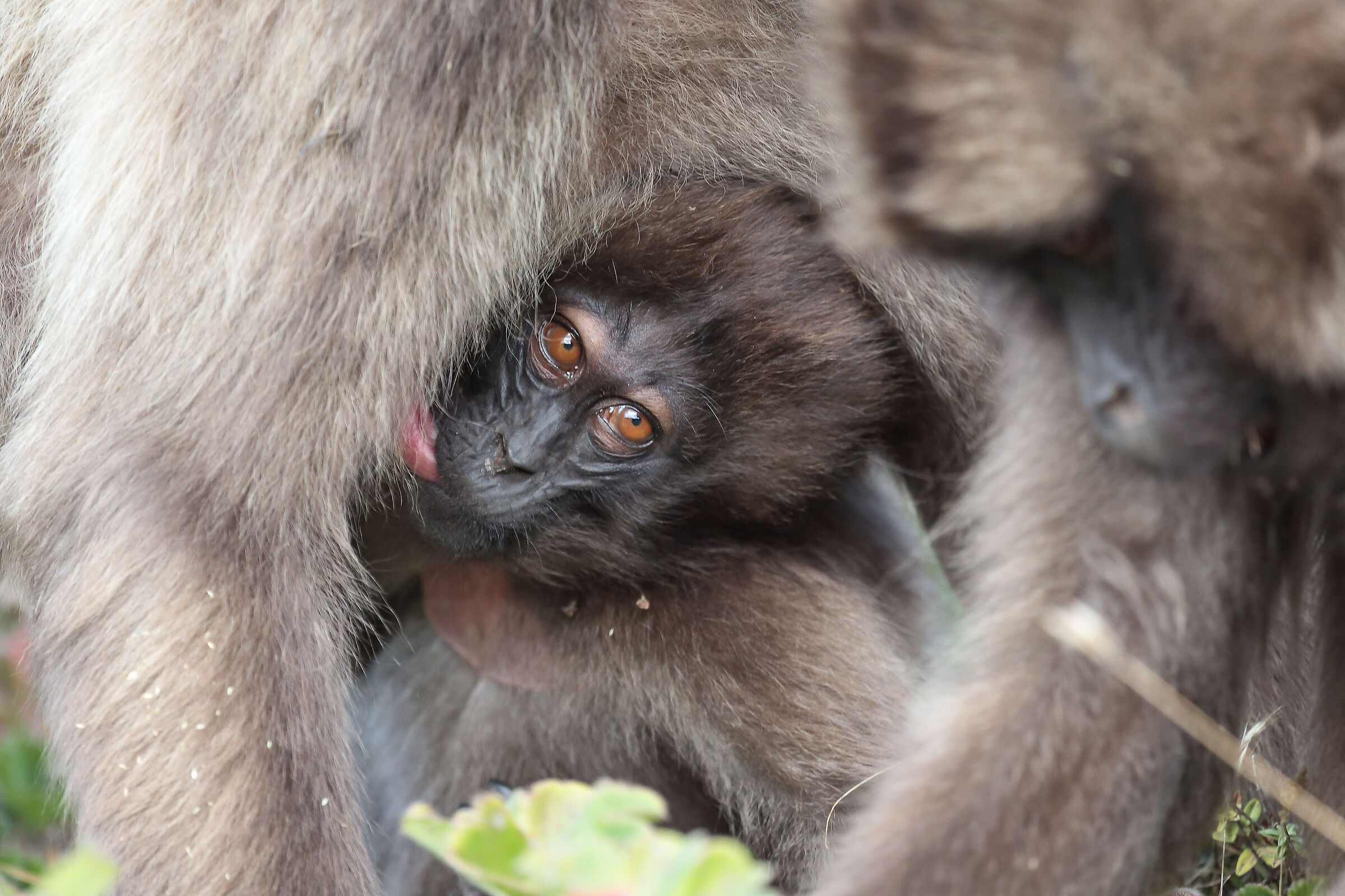 Babbuino Gelada