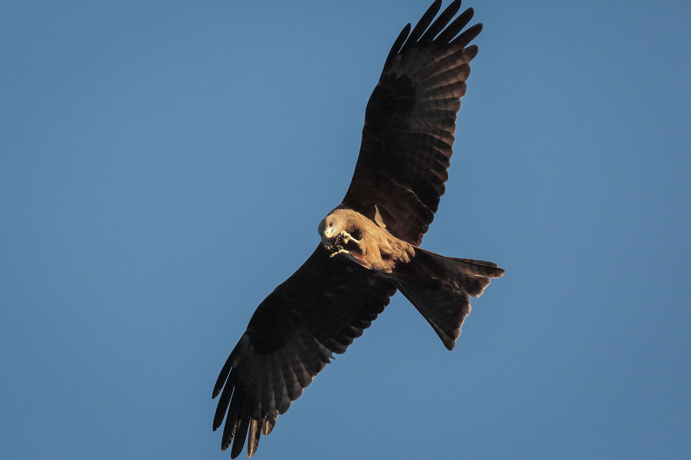 Aquila africana Etiopia dicembre 2018