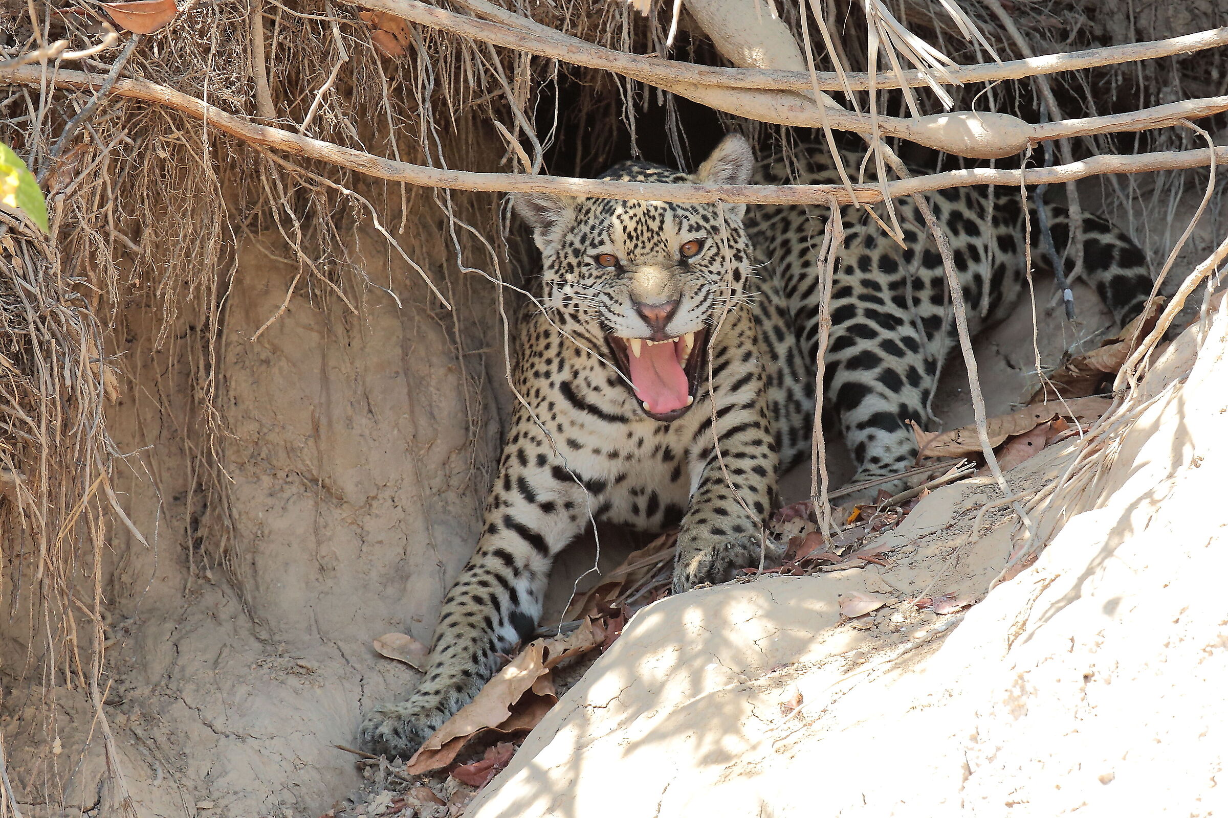 Giaguaro Pantanal Ago. 2017