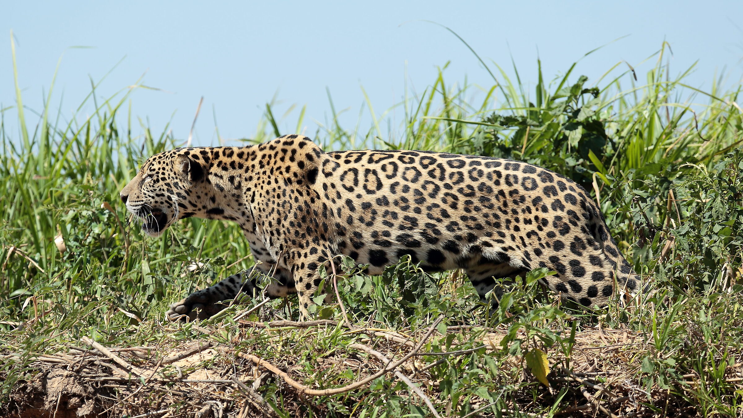 Giaguaro Pantanal Ago. 2017