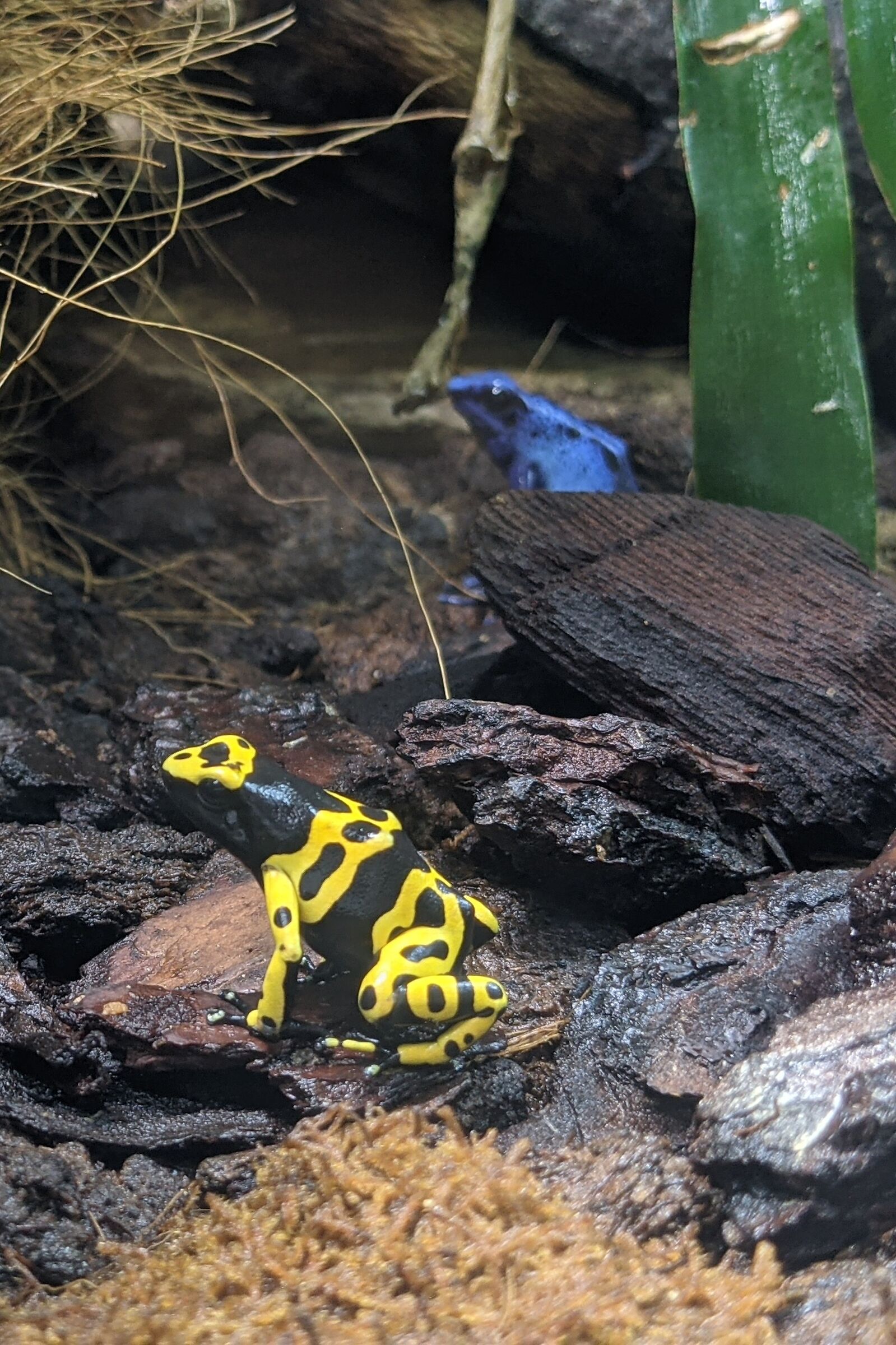Poisonous frogs