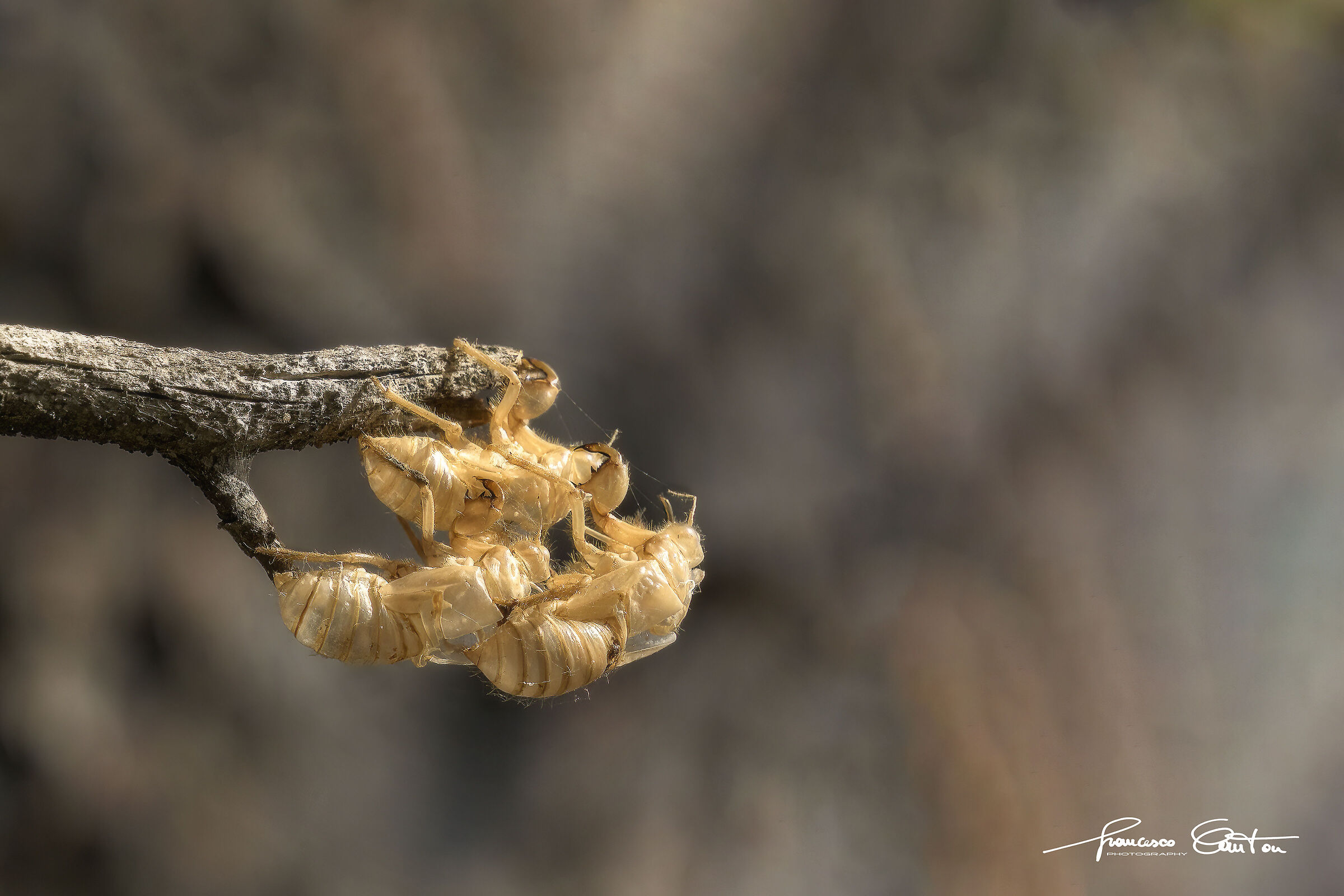 Esuvia of Cicala (abandoned nymphal casing)