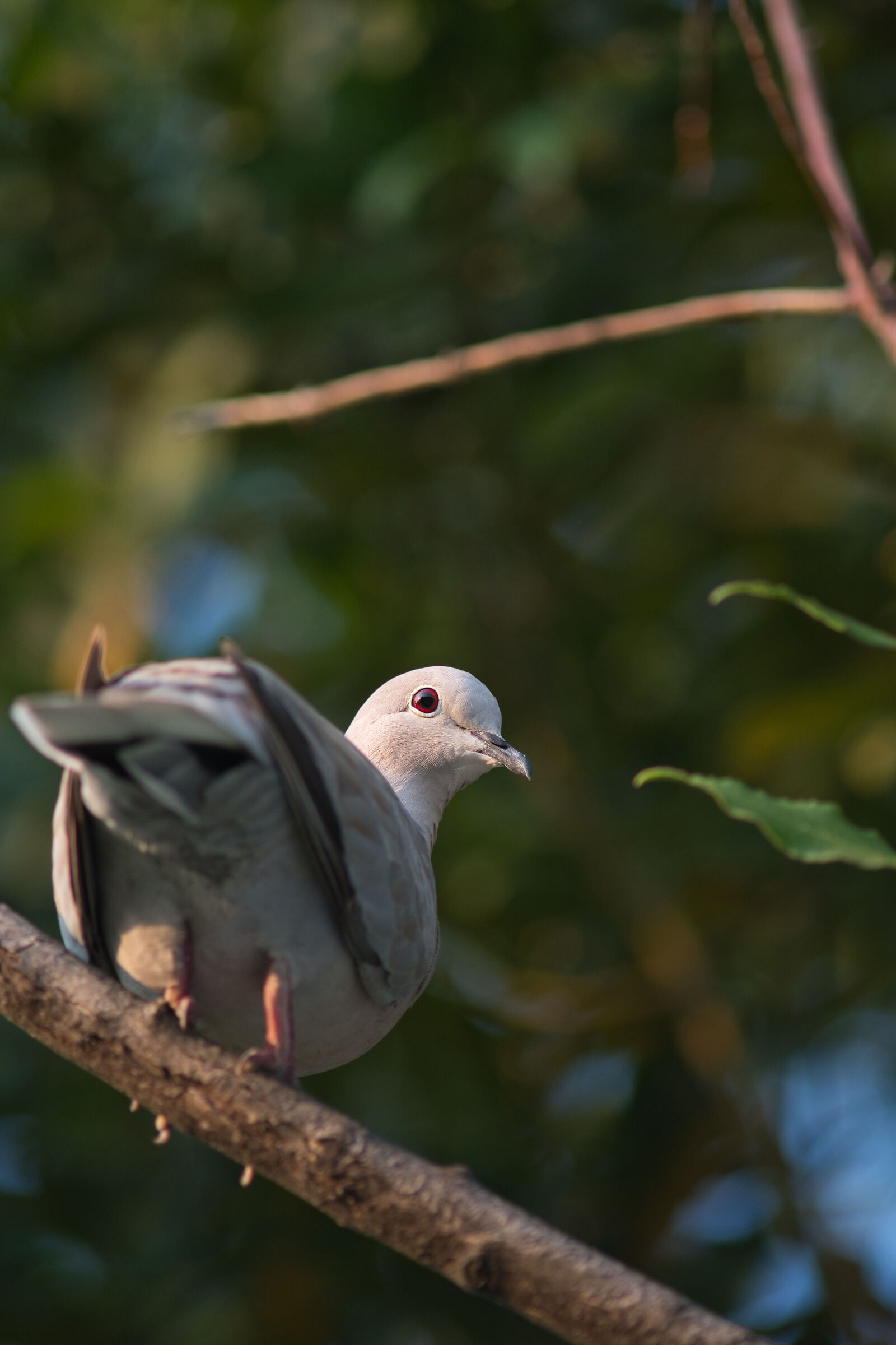 Turtle dove