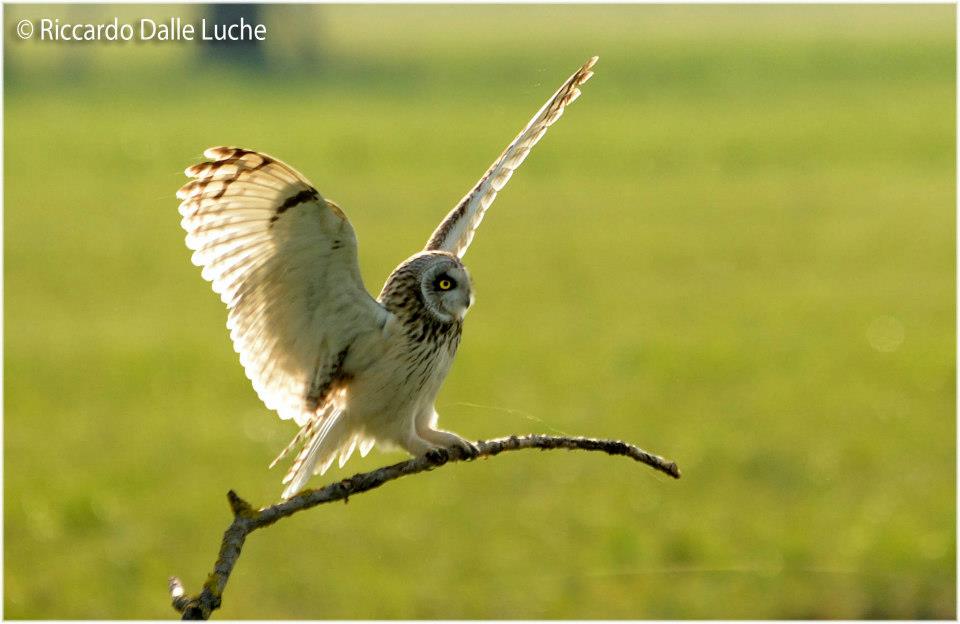 Gufo di Palude