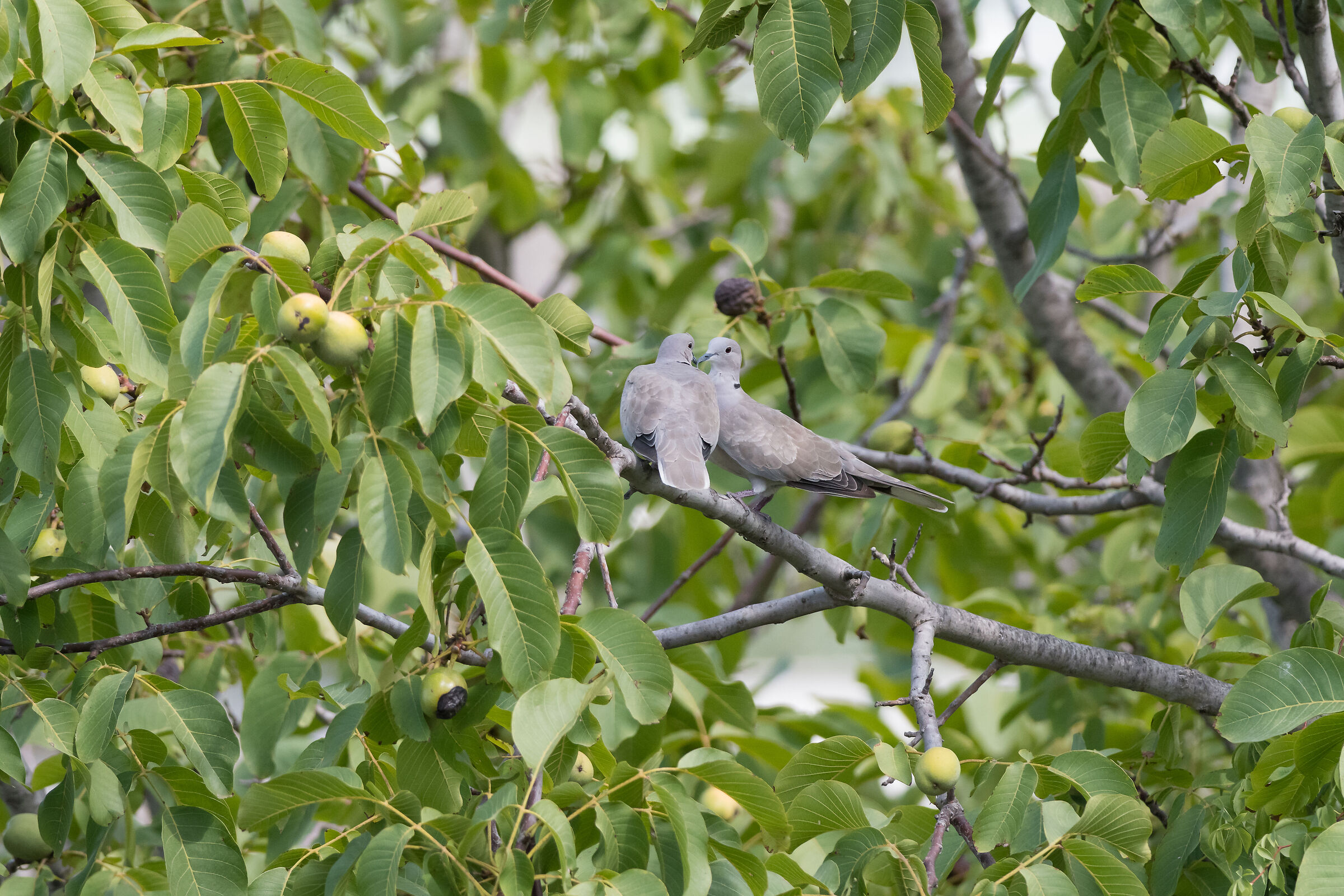 Doves