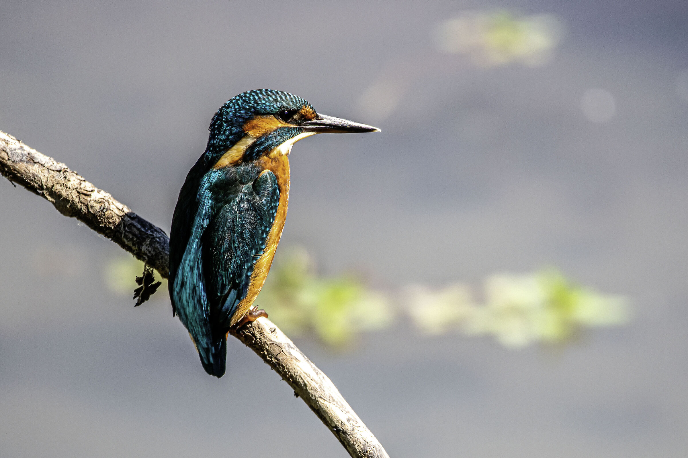 kingfisher