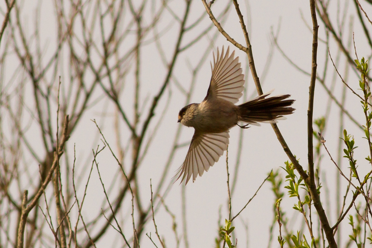 Titmouse in flight