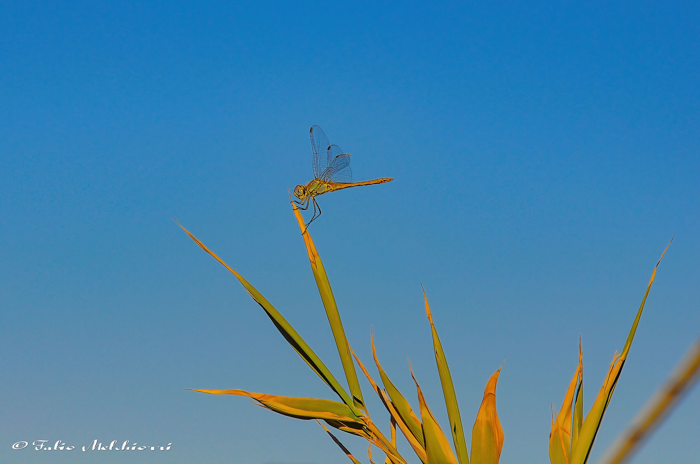 Dragonfly